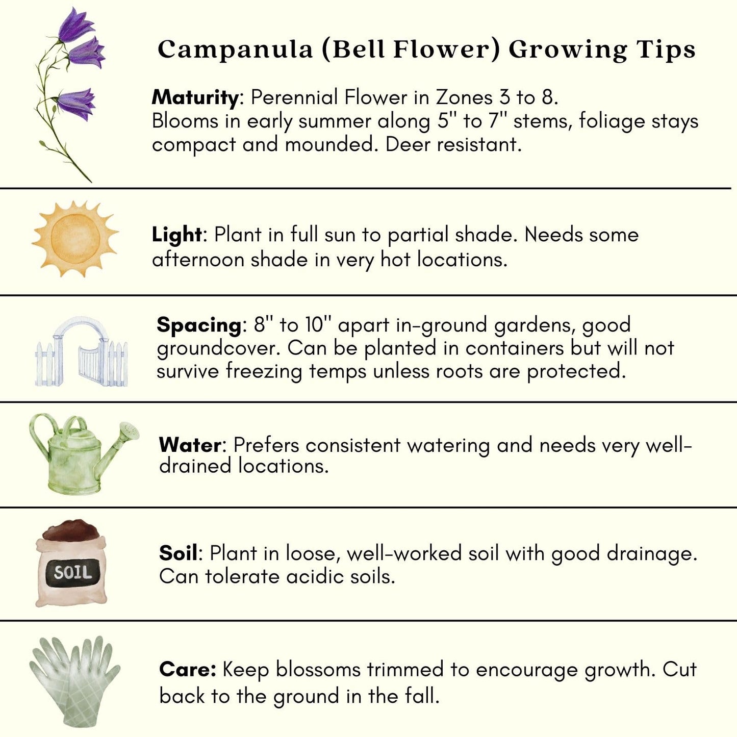 Clovers Garden Campanula (Bellflower) Rapido Blue Plants – Two (2) Live Plants – Non-GMO - Not Seeds - Each 3" to 6" Tall – in 4" Inch Pots – Perennial, Hummingbird & Bee Favorite