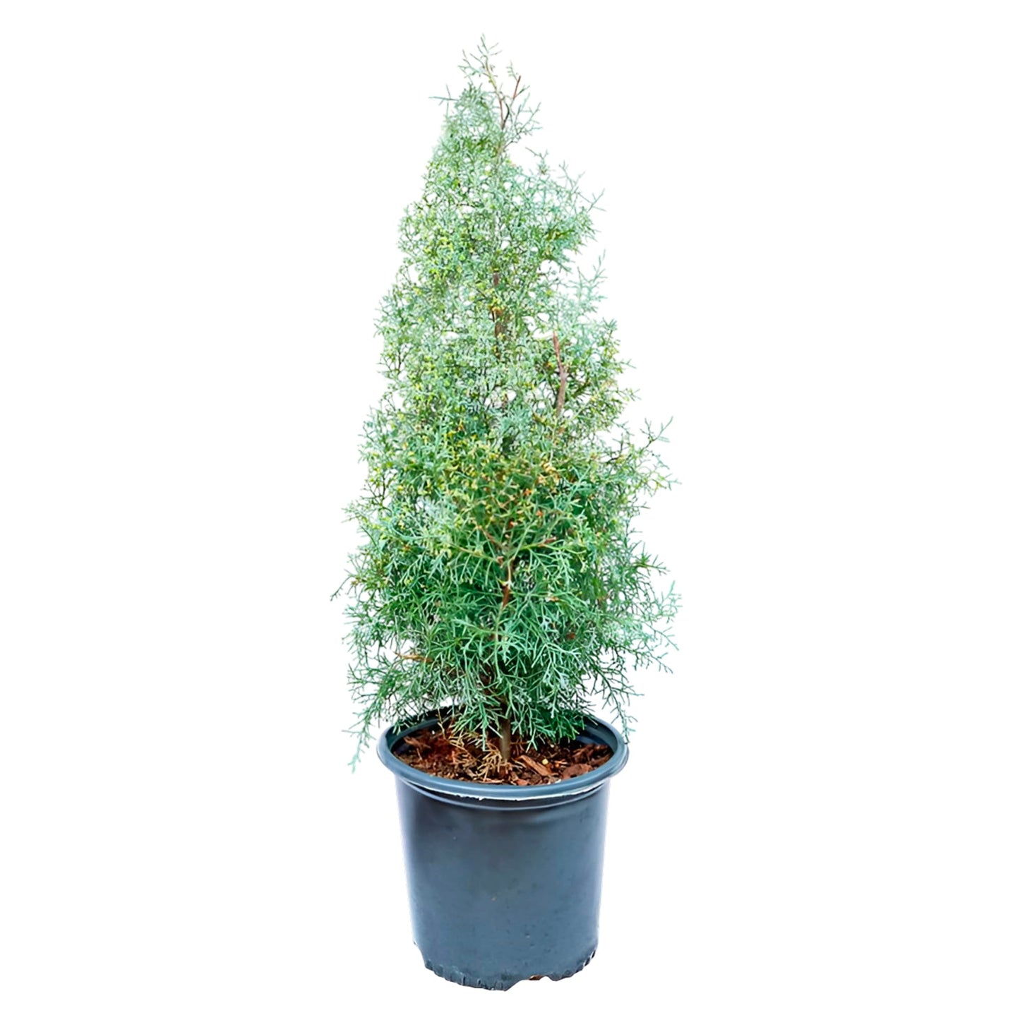 Blue Ice Arizona Cypress Tree Live Plant – Evergreen Conifer with Silvery Blue Foliage, Fast Growing Landscape Tree, Drought Tolerant,Windbreak, Cold Hardy, Zones 6–9 (3 Gallon/Single)
