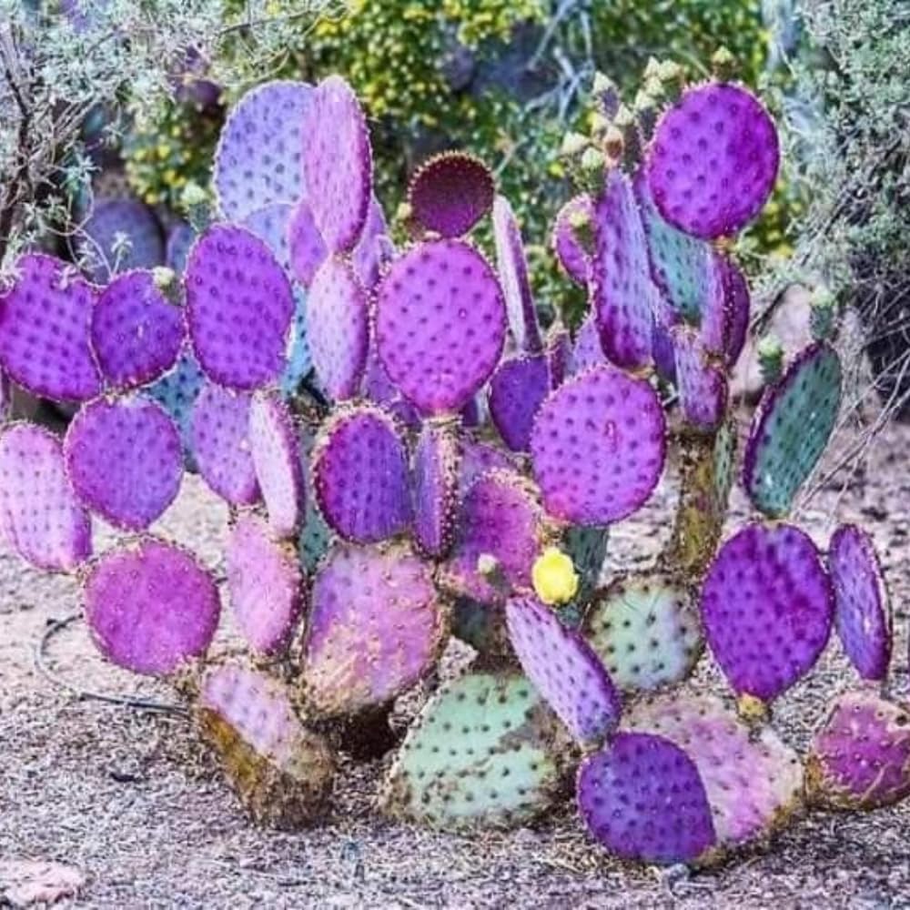 Purple Prickly Pear Cactus Live Plant in 3.5" Pot, Hardy Cactus Succulent with Purple Pads for Garden or Houseplant Decor