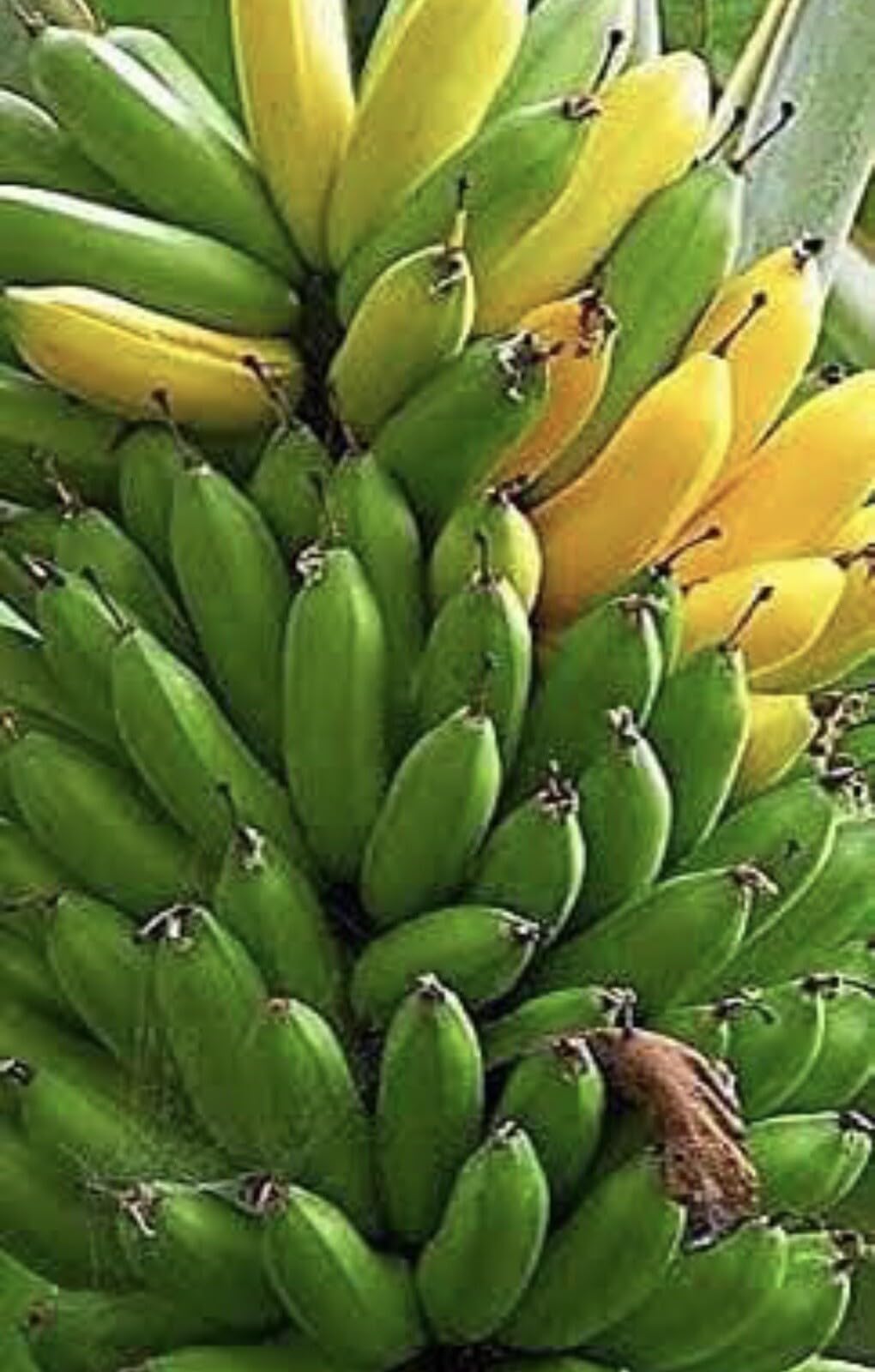 Live Plant - Musa - 2 Dwarf Cavendish - 4โ Banana Trees Organic