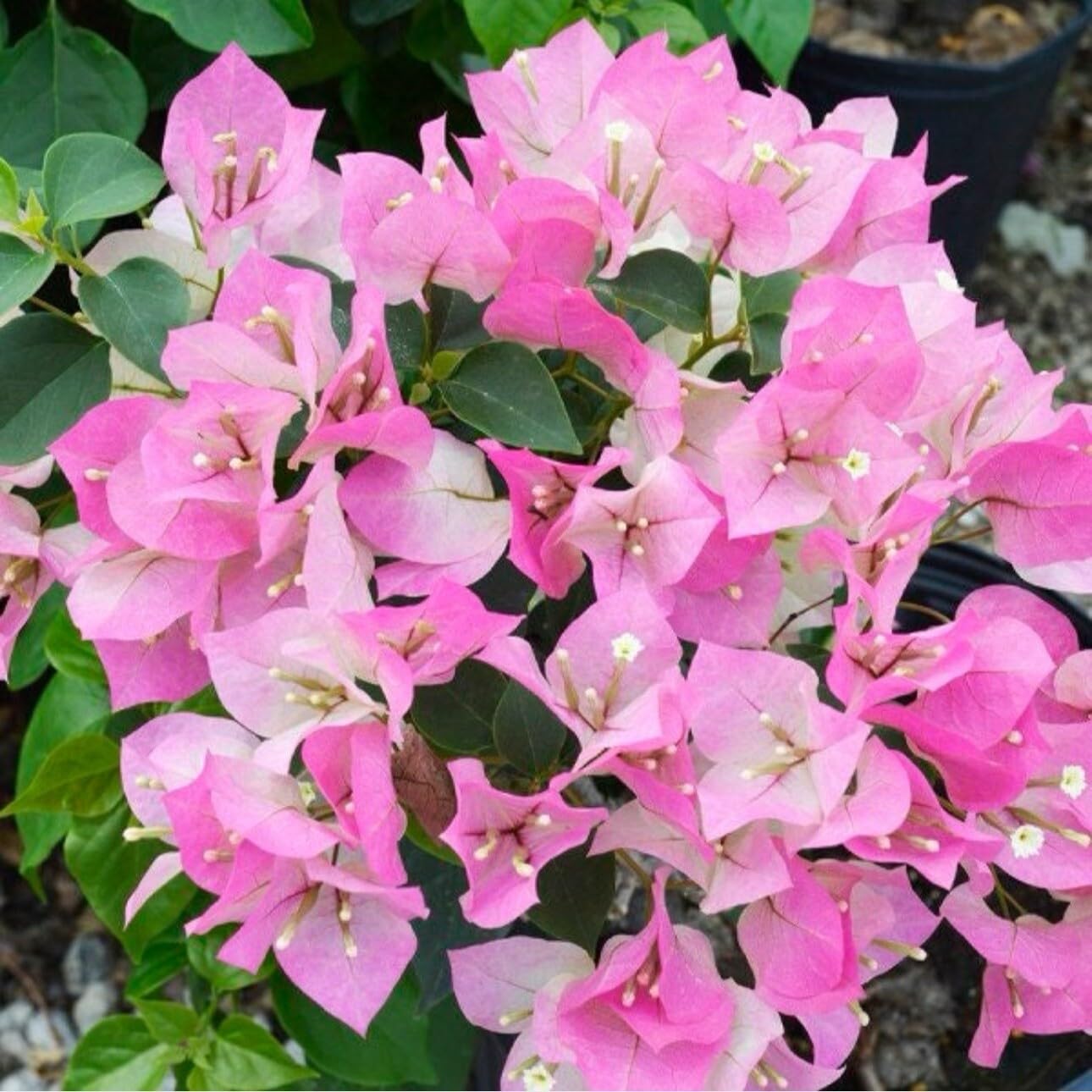 Live Plant - 4โ Pot of Imperial Thai Delight Bougainvillea Plant