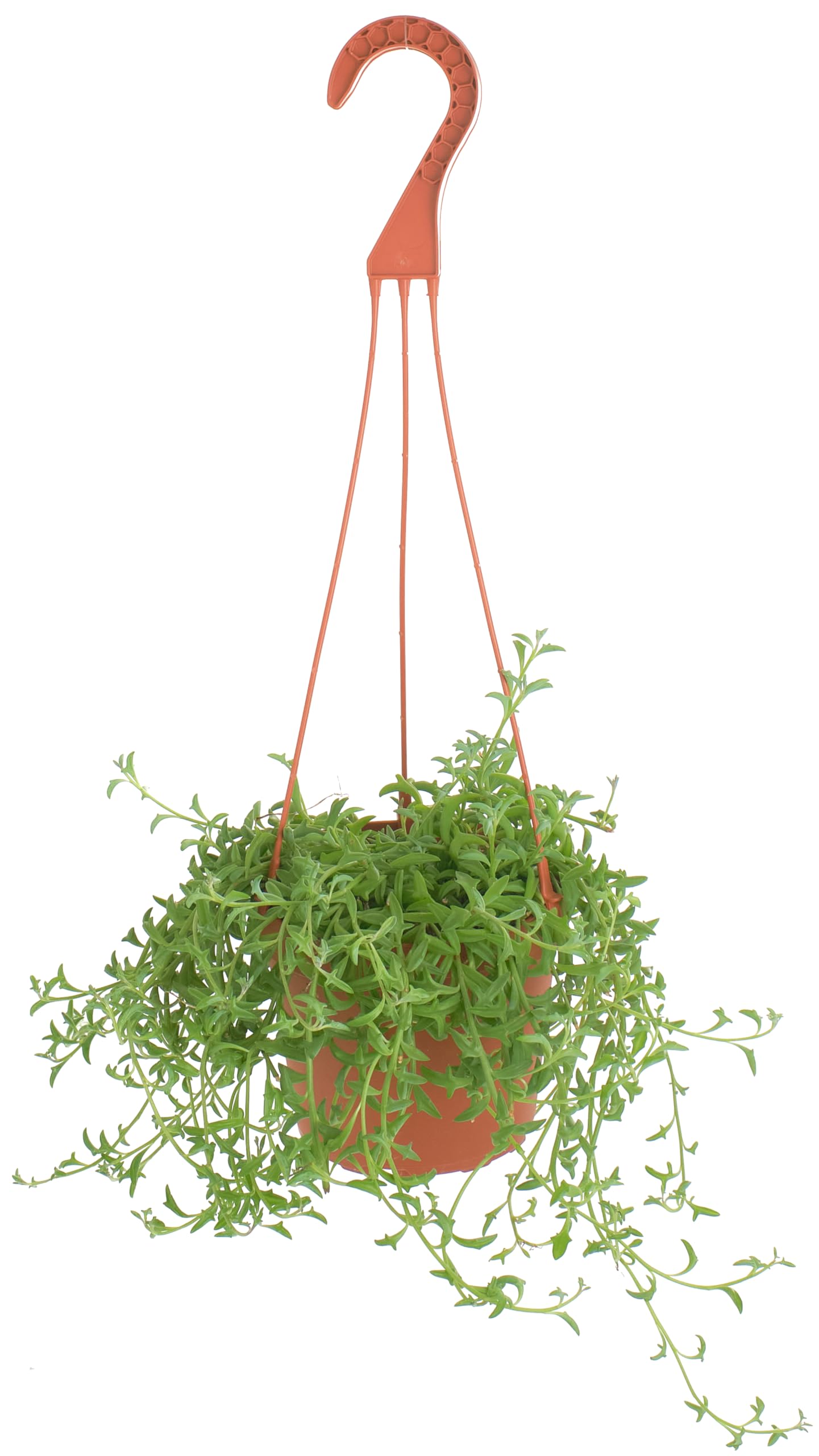 Shop Succulents String of Dolphins Hanging Succulent, Senecio Peregrinus, Fully Rooted Live 6" Succulent Plant with Hanger, Low Maintenance Indoor Plant, Trailing Succulents, Gift & Garden