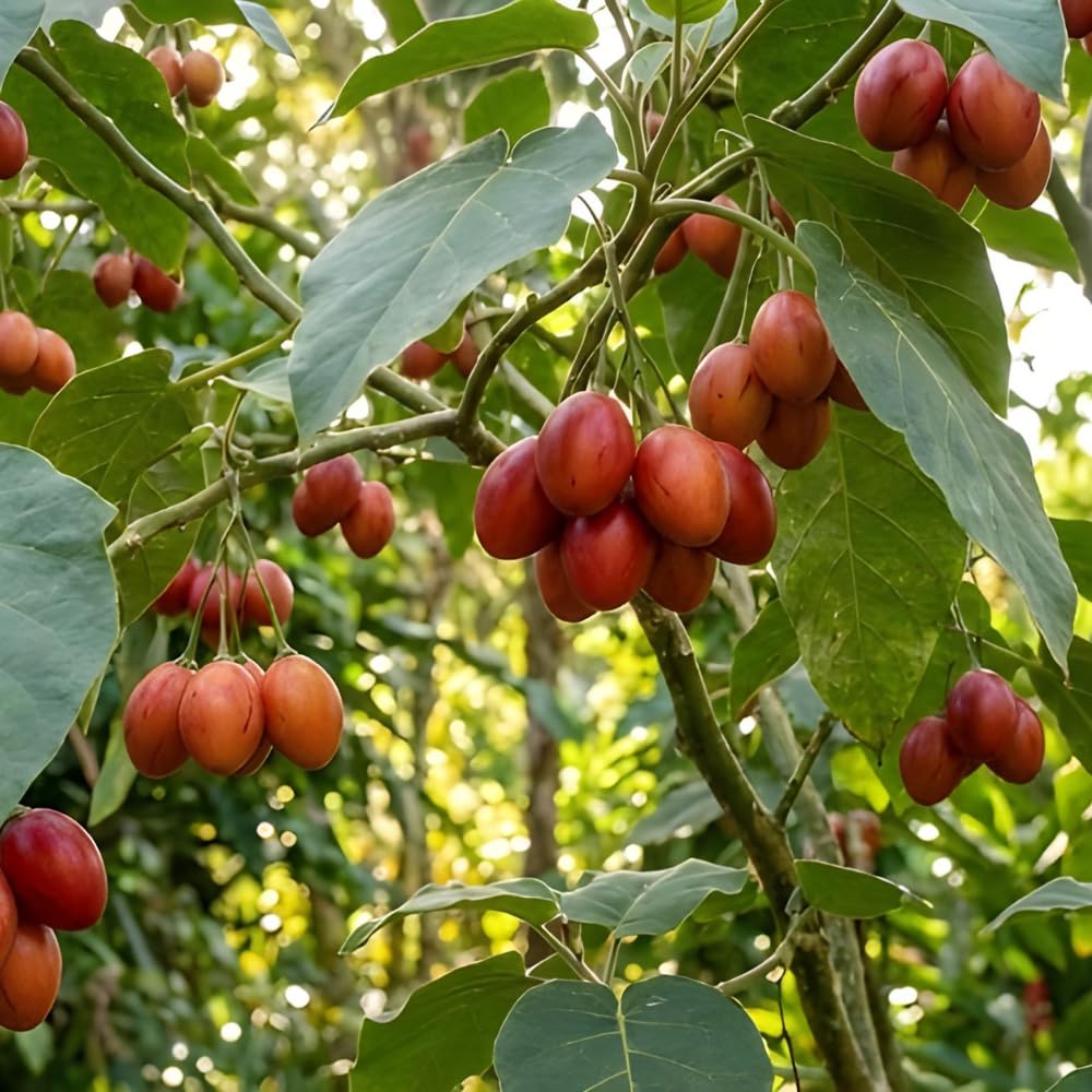 50 Tamarillo (Tree Tomato) Seeds - Cyphomandra Betacea - Solanum Fruit Tree Seeds
