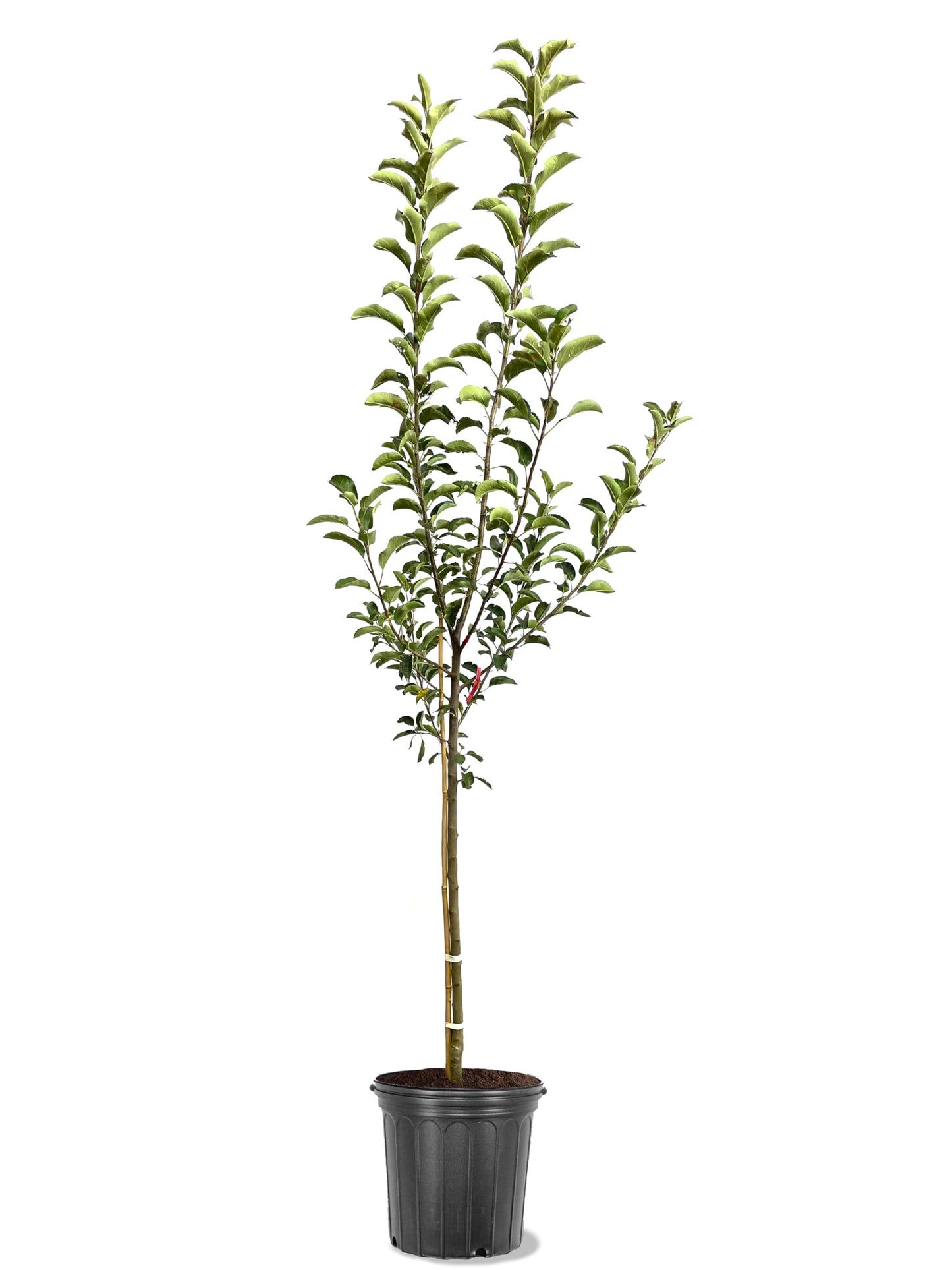 American Plant Exchange Apple Tree 'Liberty' – Live Fruit-Bearing Plant, 5-Gallon Pot, Cold-Hardy, Disease-Resistant, for Home Orchards, Backyard Gardens & Edible Landscapes