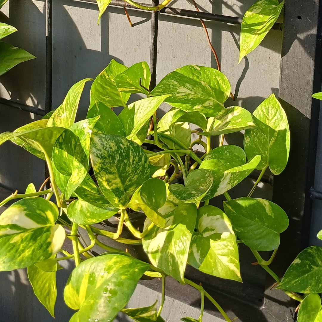 Set 2 N’Joy Pothos Live Houseplant, Variegated Pothos Plant, 3 Inches Pot for Indoor or Outdoor Growing