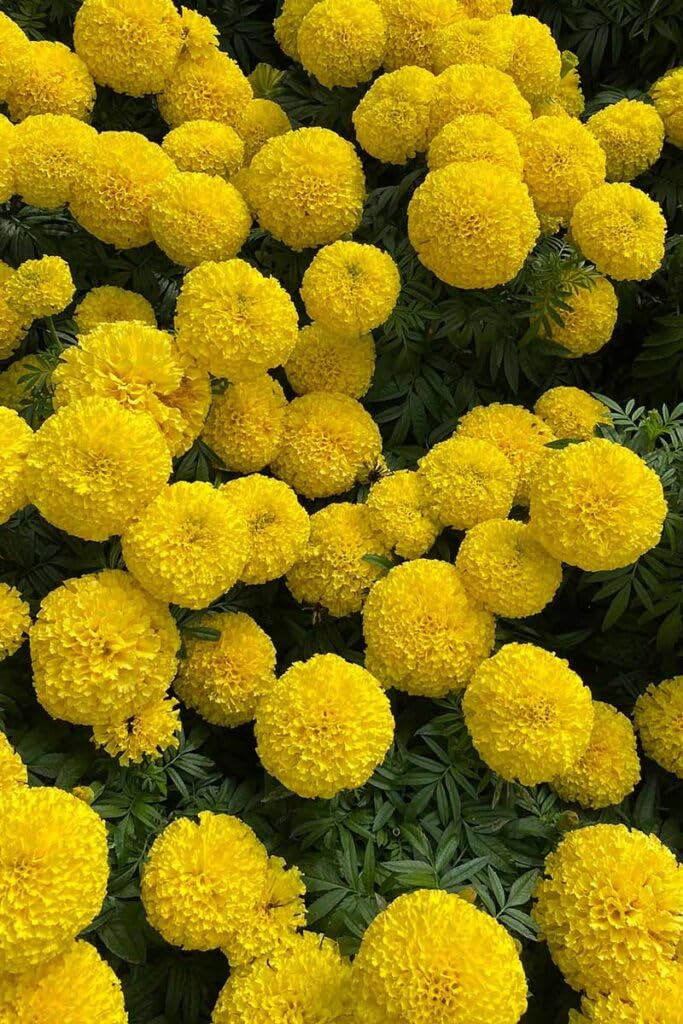 African Marigold Live Plants, 4 Pack, 4-Inch Pots, Golden Orange Blooms, Outdoor, California Delivery