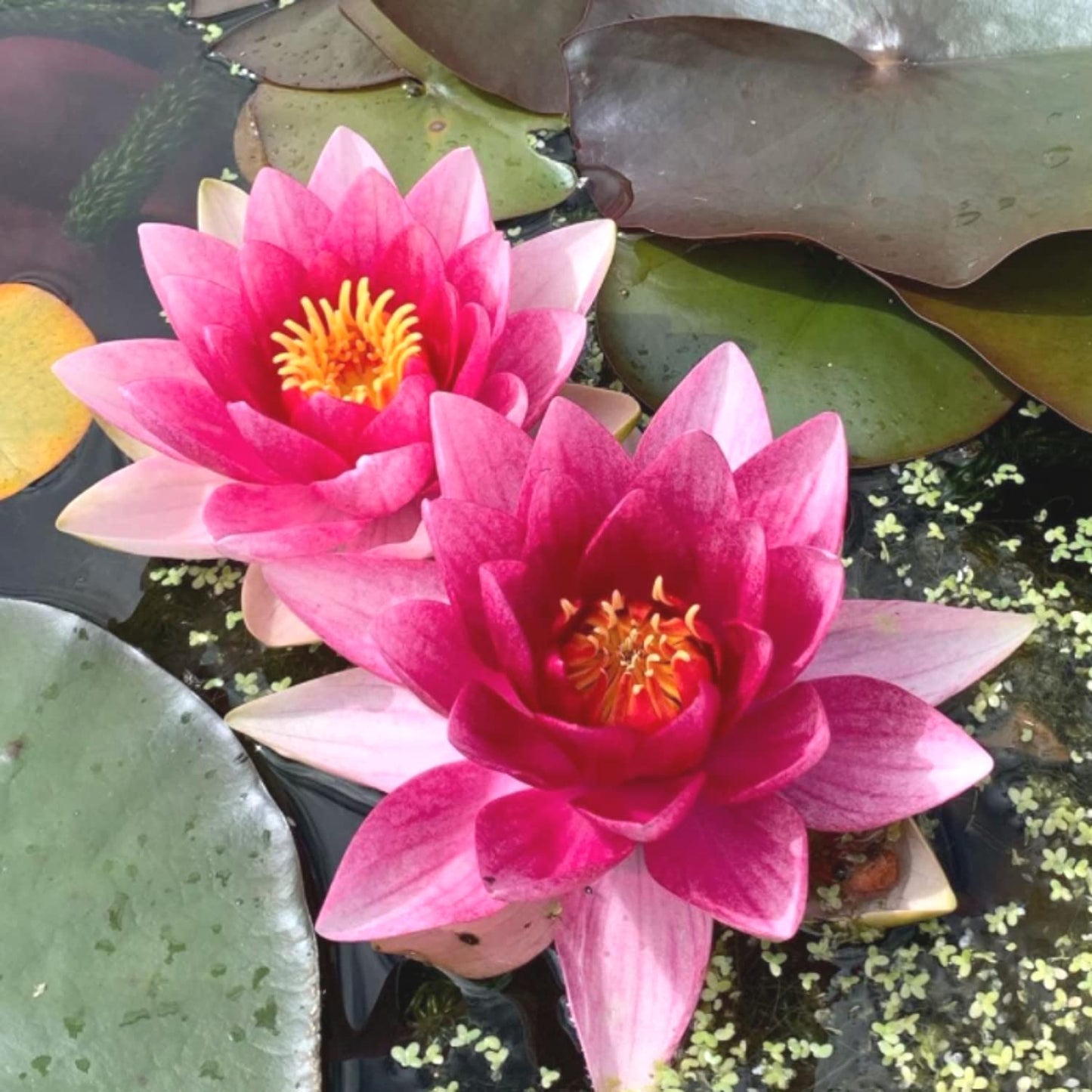Mainam Red Nymphaea Attraction Live Aquarium Plant Hardy Water Lilies Tuber for Freshwater Fish Pond Balcony