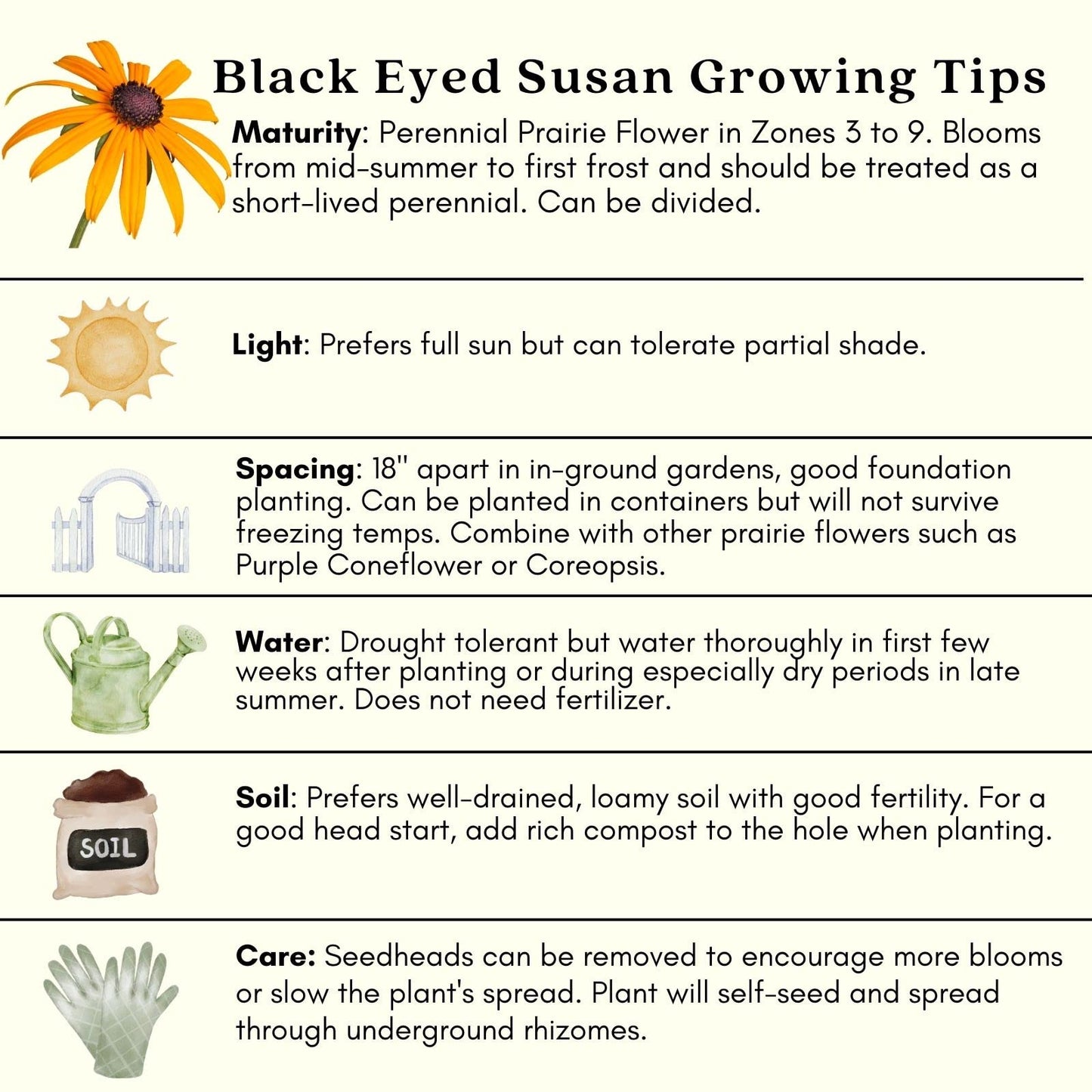 Clovers Garden Black Eyed Susan (Rudeckia) Plants – Two (2) Live Plants – Non-GMO - Not Seeds - Each 4" to 8" Tall – in 4" Inch Pots – Hardy Flowering Perennial, Pollinator Favorite