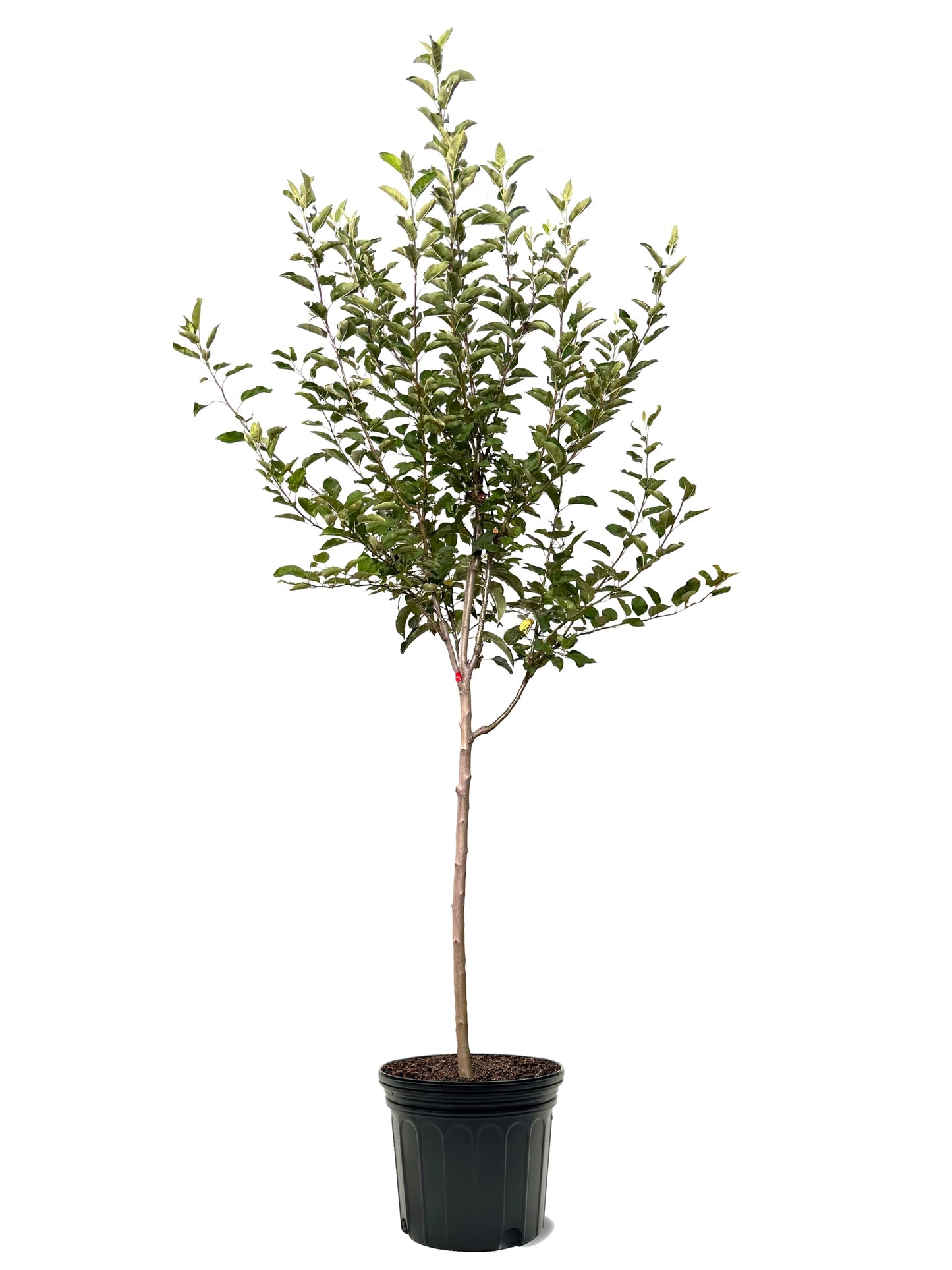 American Plant Exchange Apple Tree 'Granny Smith' – Live Fruit-Bearing Plant, 7-Gallon Pot, Cold-Hardy, for Home Orchards, Backyard Gardens & Edible Landscapes