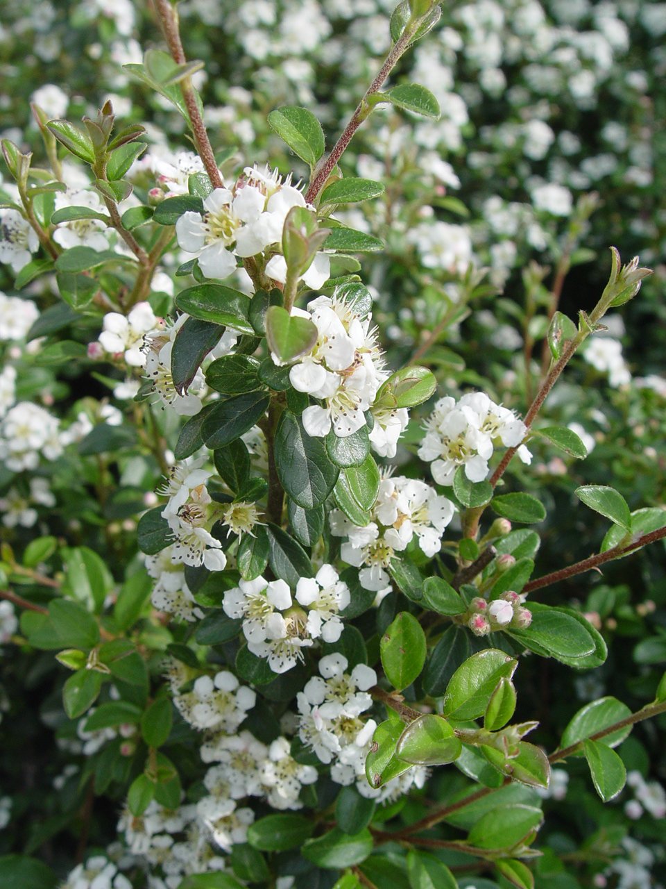 Cotoneaster dammeri 'Coral Beauty' (Coral Beauty Cotoneaster) Shrub, 3 - Size Container