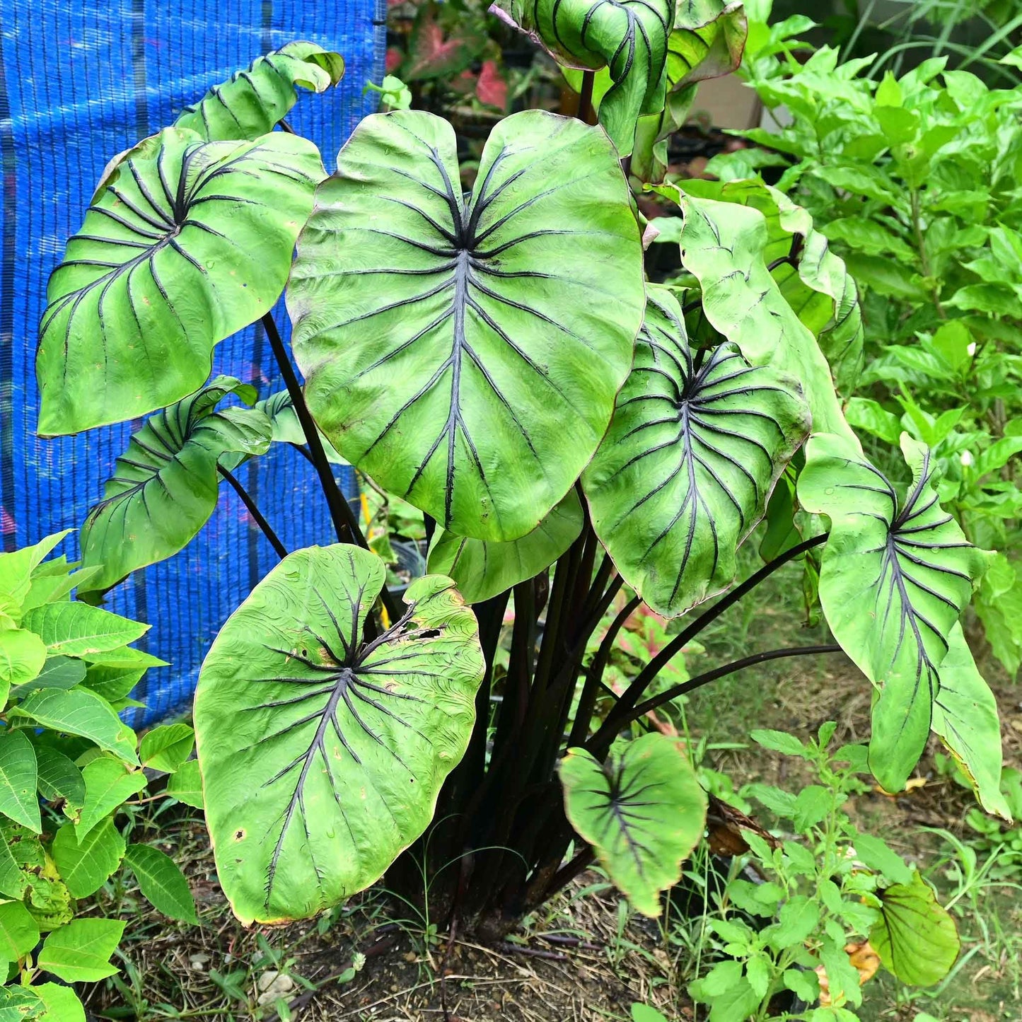 Eden Brothers Elephant Ear Bulbs - Pharoah's Mask