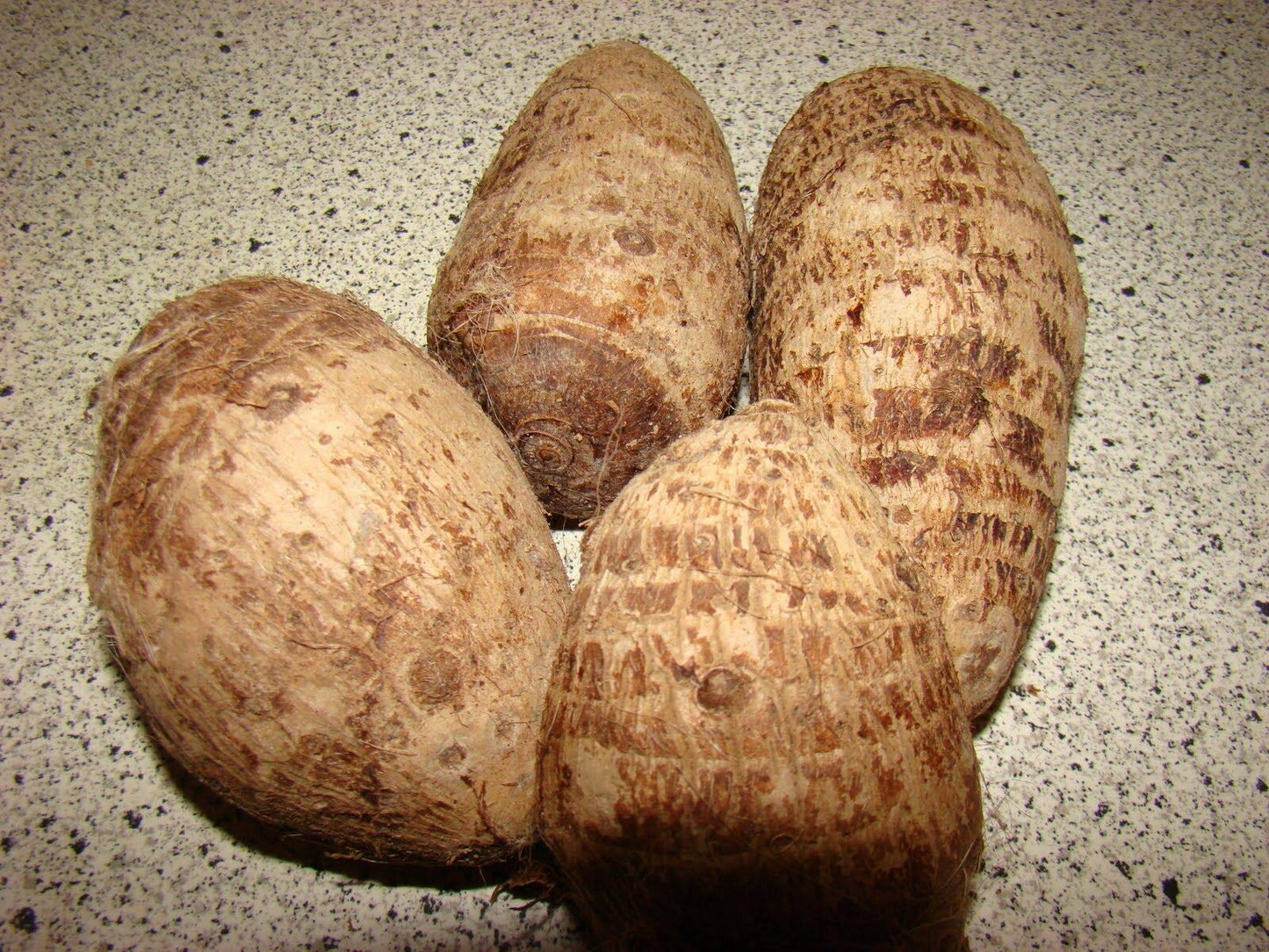 3 Jumbo Elephant Ear bulbs (Colocasia esculenta) Tropical Plant .