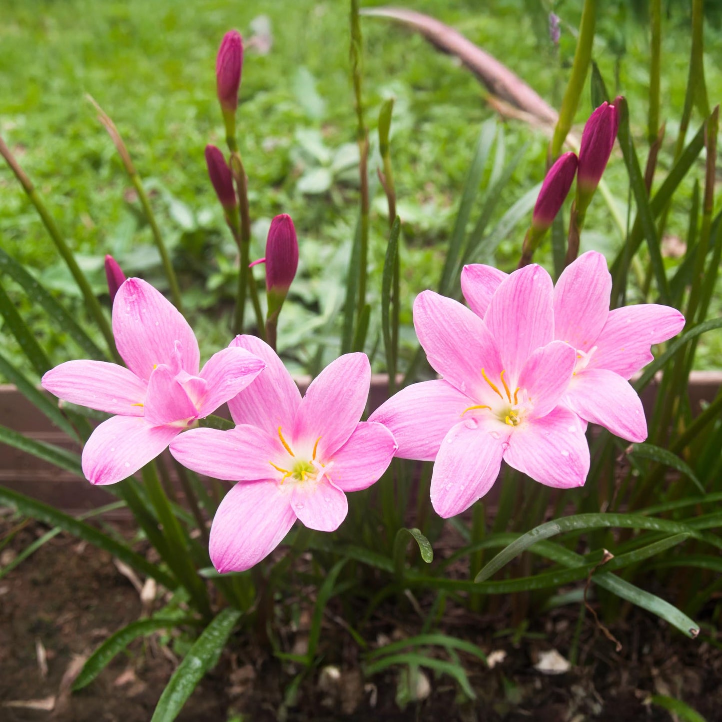 Rosea Rain Lily Flower Bulbs – Set of 3 Bulbs – Rosy Pink Blooms, Pollinator Garden Favorite, Compact Border Plant, Zones 3–10, 6–8 in Tall