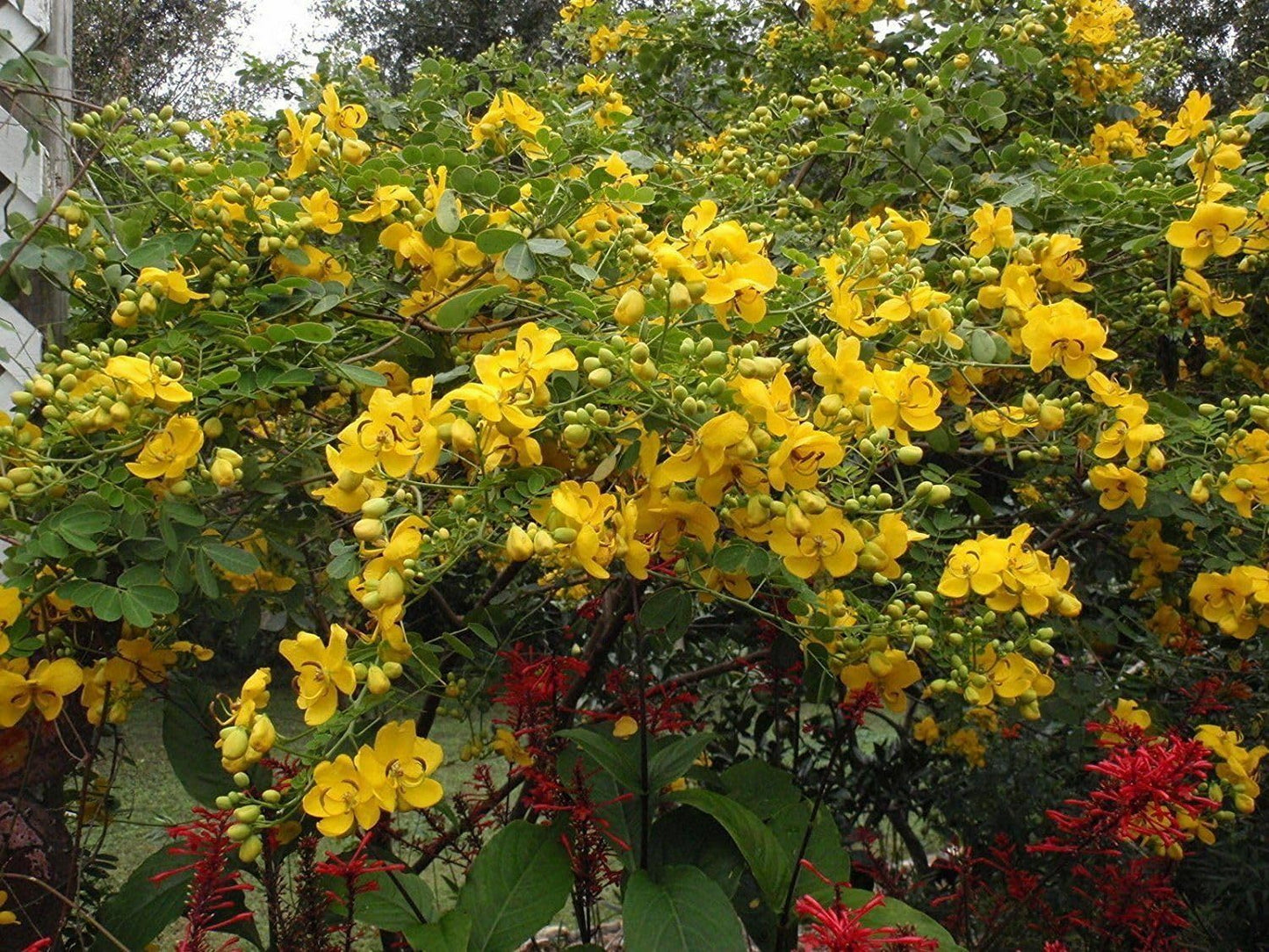 Live Plant - Golden Shower Treechristmas Sennabicapsularis Cassia Plantbutterflies Love It