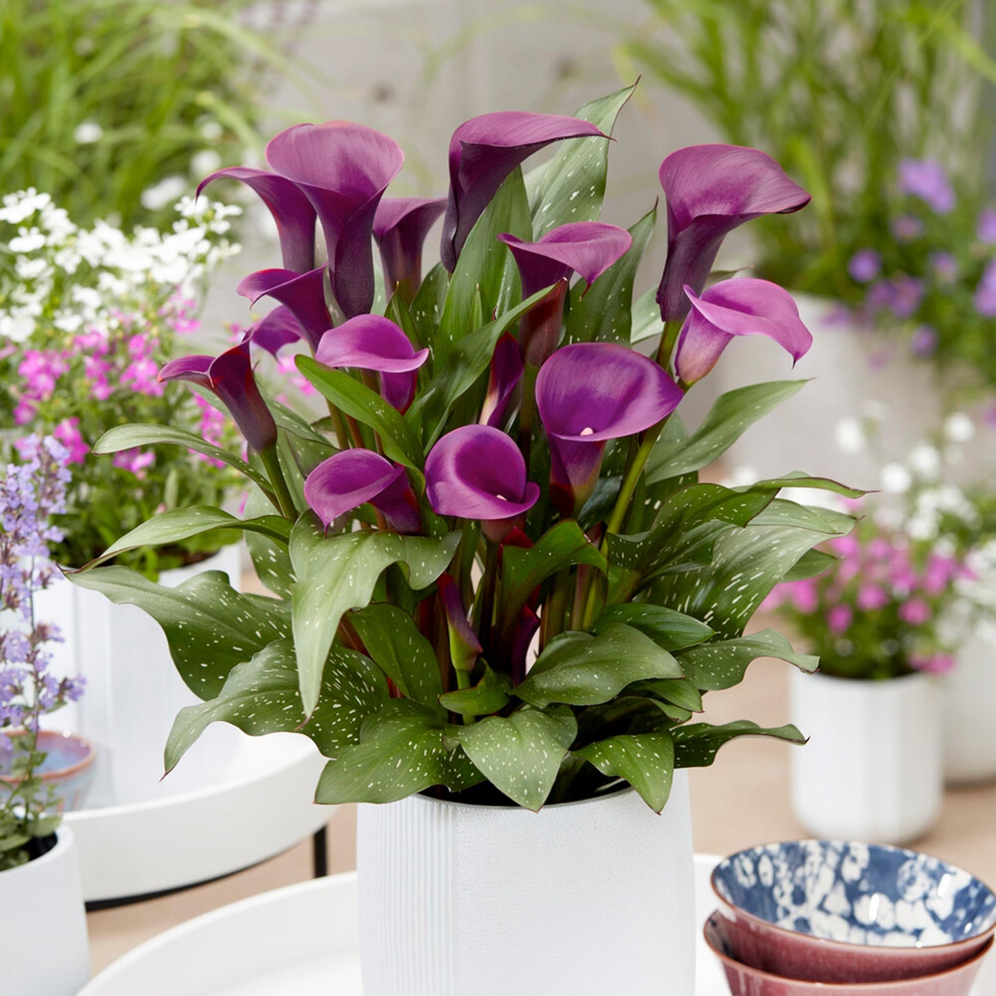 Garden State Bulb Purple Accent Calla Lily Flower Bulbs, 14/16cm, Spring Planting (Bag of 5)