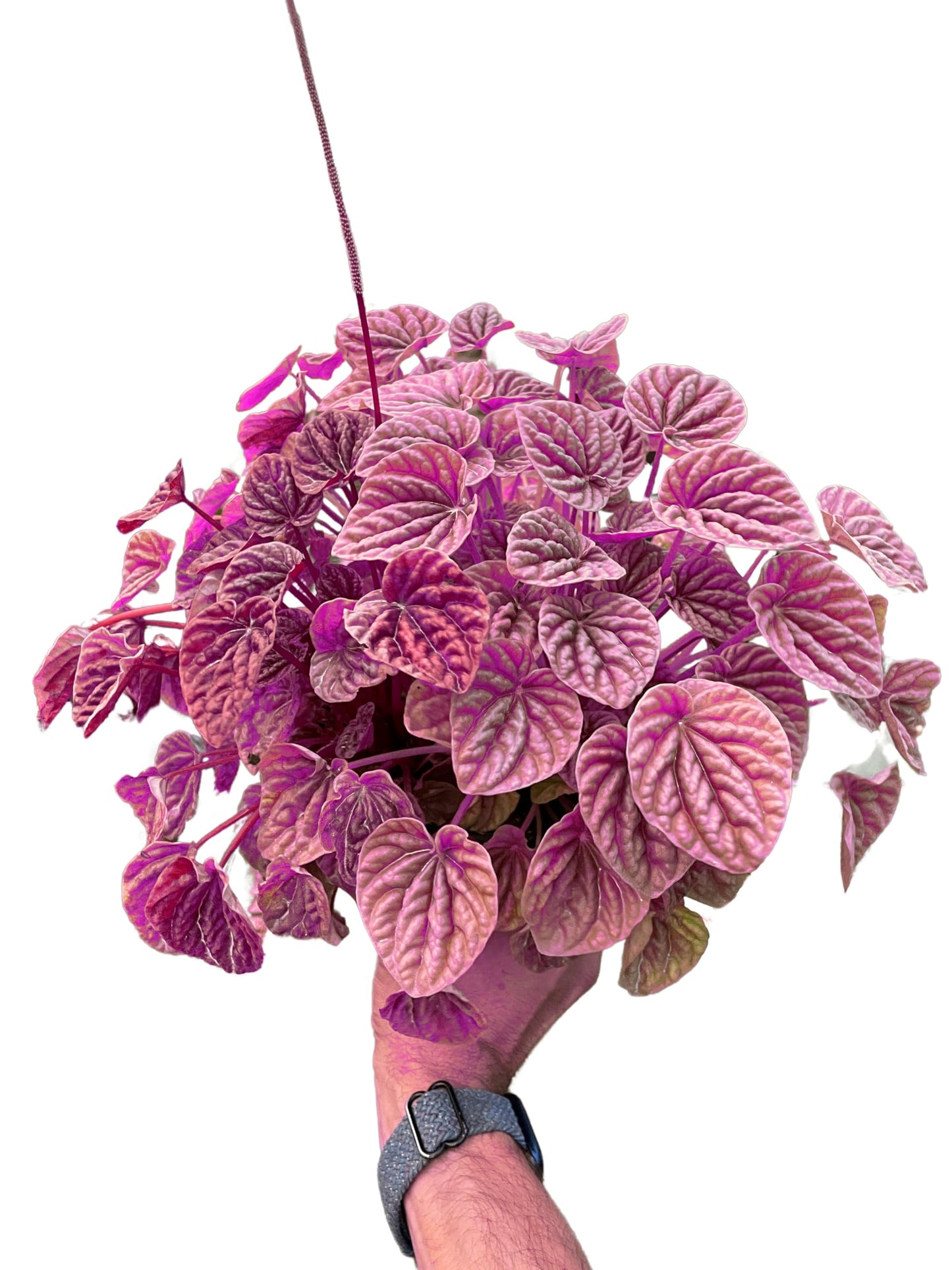 Peperomia 'Quito' in 4in Pot - Live Tropical Houseplant - Easy to Grow | Variegated | USA Growers | The Snobby Leaf
