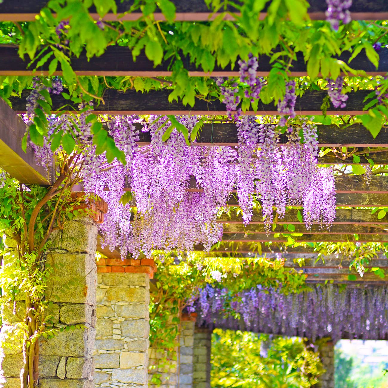 PERFECT PLANTS Blue Moon Wisteria Vine 3 Gallon | Live Shrub for Outdoor Planting | Fast Growing Vines for Trellis or Fence | Beautiful Flowers During Spring & Summer