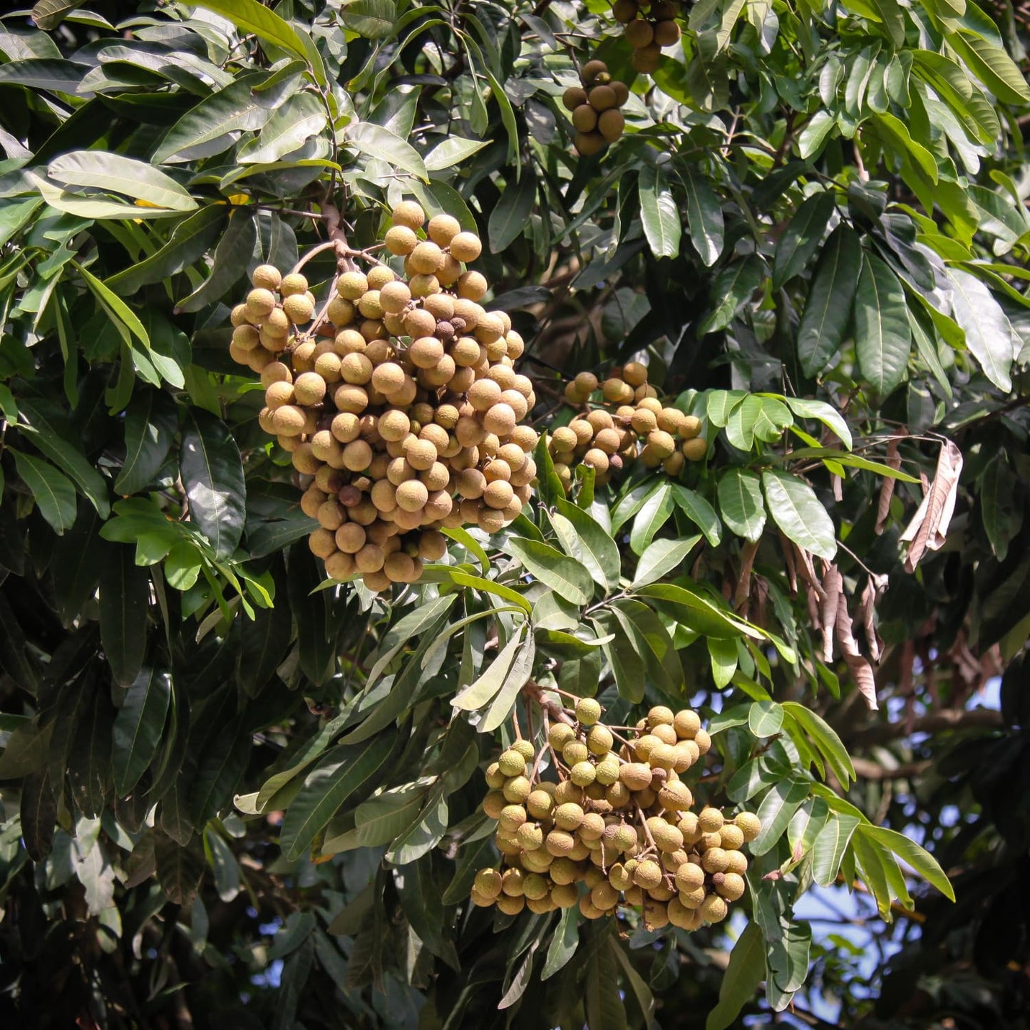 Longan Tree, Live Longan Fruit Plant in 4 Inch Pot, 6-9 Inch Tall Perennial Tropical Fruit Plant for Outdoor Garden