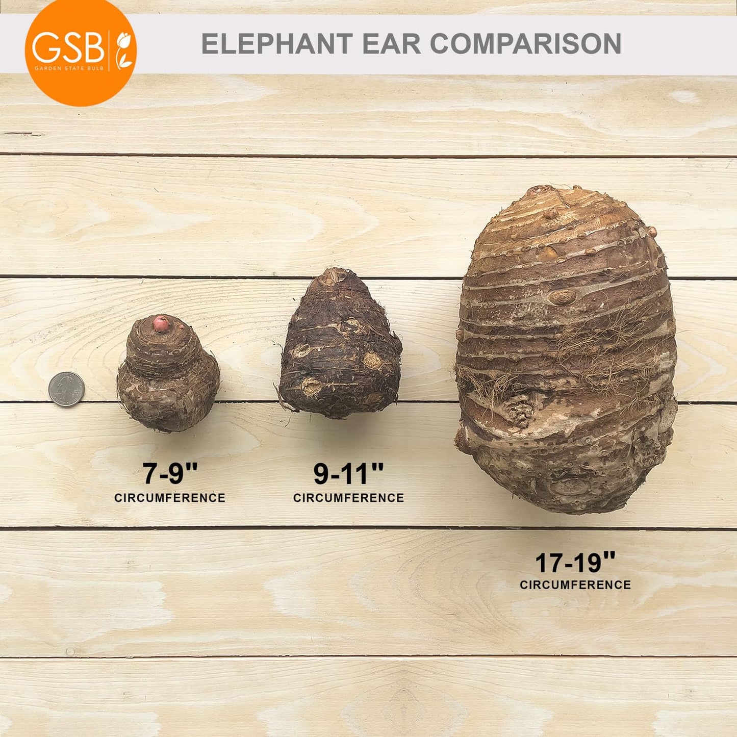 Garden State Bulb Premium Black Magic Elephant Ear Bulbs, 7/9 inches, Spring Planting (Bag of 2)