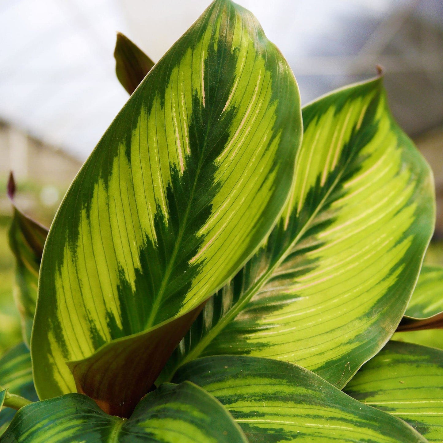 Calathea Beauty Star - Live Plant in a 6 Inch Pot - Calathea Ornata Beauty - Beautiful Easy to Grow Air Purifying Indoor Plant