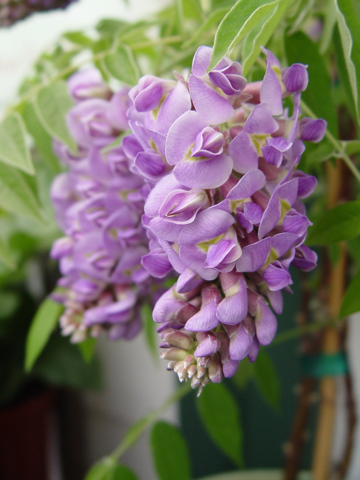Live Plant from Green Promise Farms - Amethyst Falls American Wisteria #2 Gallon Size Container Purple Flowers - Plant Does NOT Ship to AZ, CA, HI, ID, MT, NV, OR, PR, UT & WA!