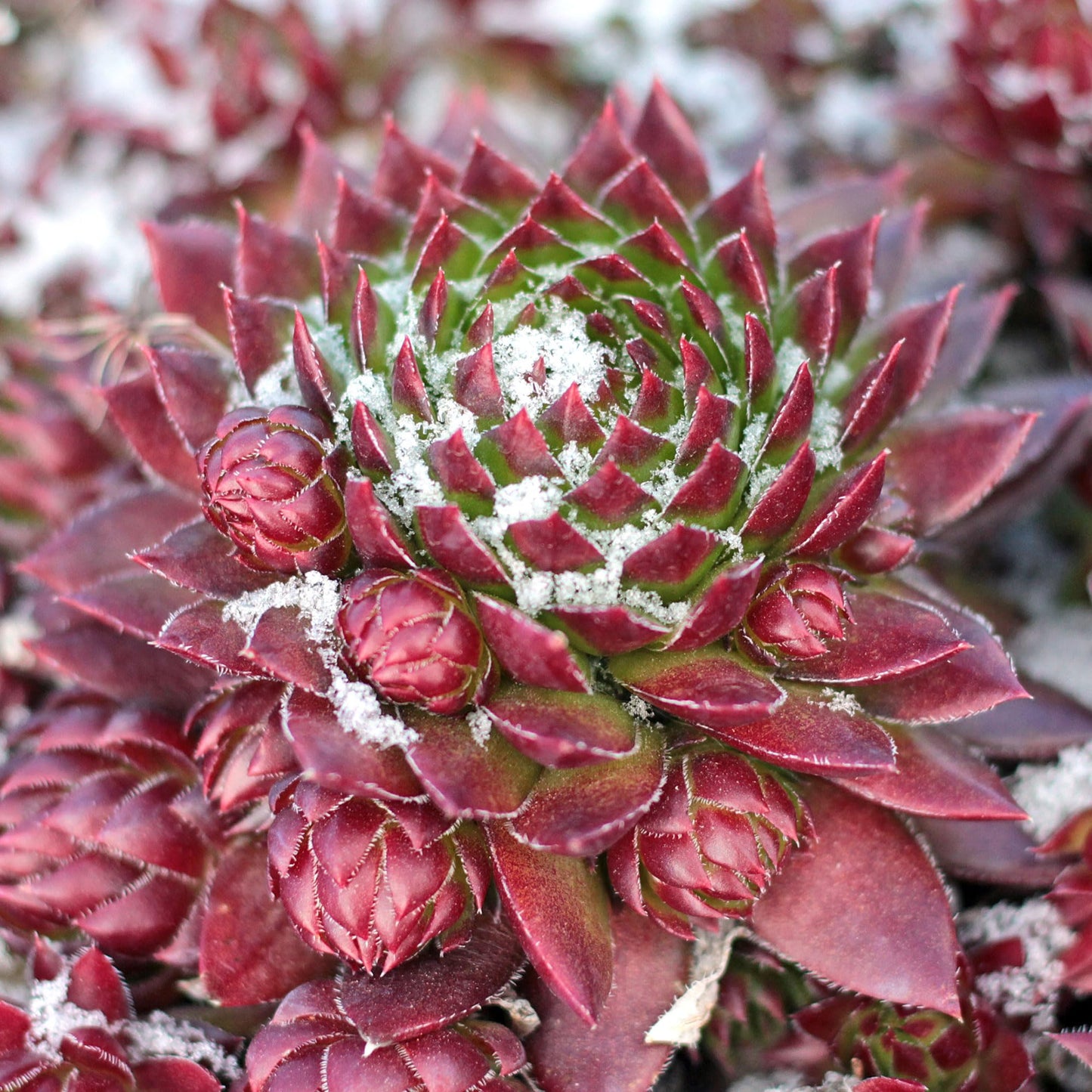 Mountain Crest Gardens Sempervivum Succulent Variety Pack - 6 Hardy Live Rosette Plants, No Repeats, Rooted in 2 Inch Pots - for Rock Gardens, Containers, DIY Displays