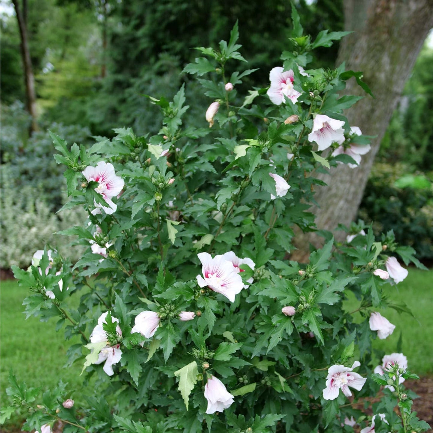Proven Winners Starblast Chiffon Rose of Sharon (Hibiscus syriacus) Live Plant, 4.5" Qt, 4 Pack