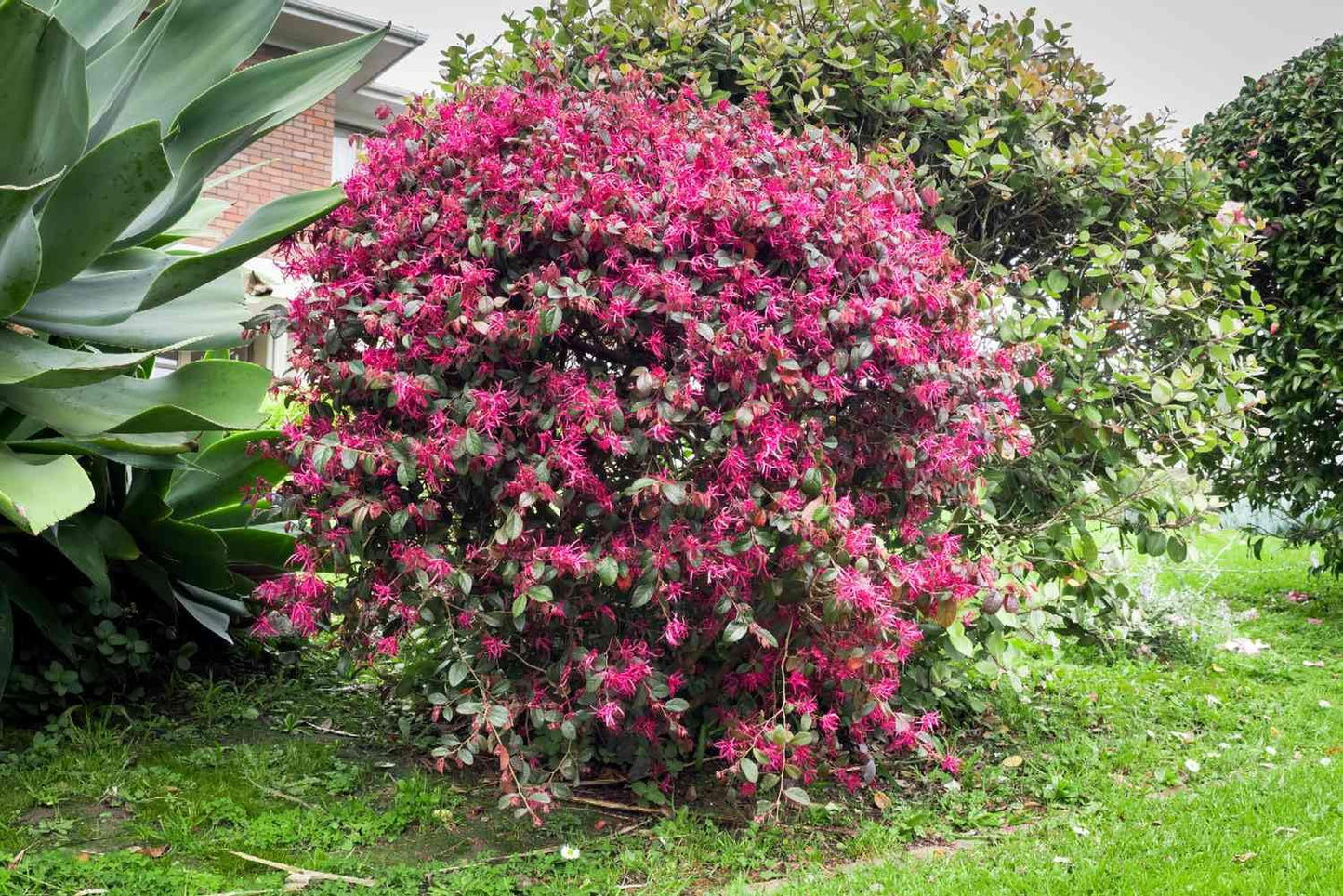 Crimson Fire Loropetalum – Vibrant Red Foliage Loropetalum Shrub, Compact Evergreen Garden Accent for Borders, Containers & Landscaping (3 Gallon/Set of Two Plants)