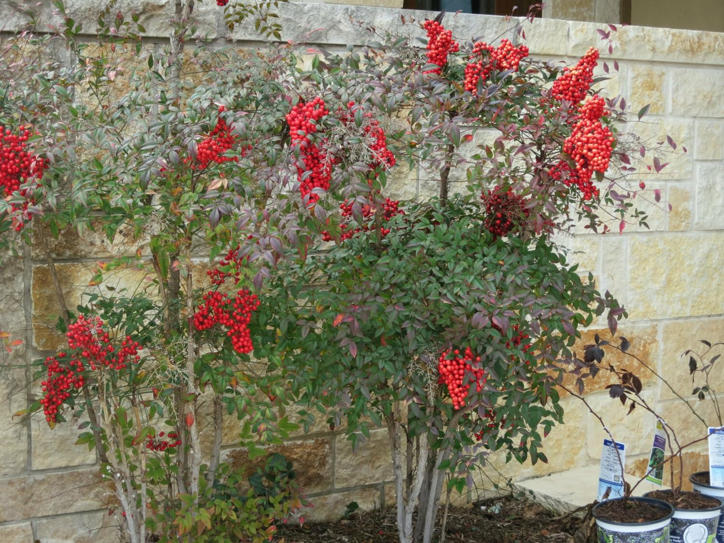 Live Plant - Heavenly/Sacred Bamboo Shrub, 6-10" Tall Live Plant, 2.5" Pot, Nandina domestica