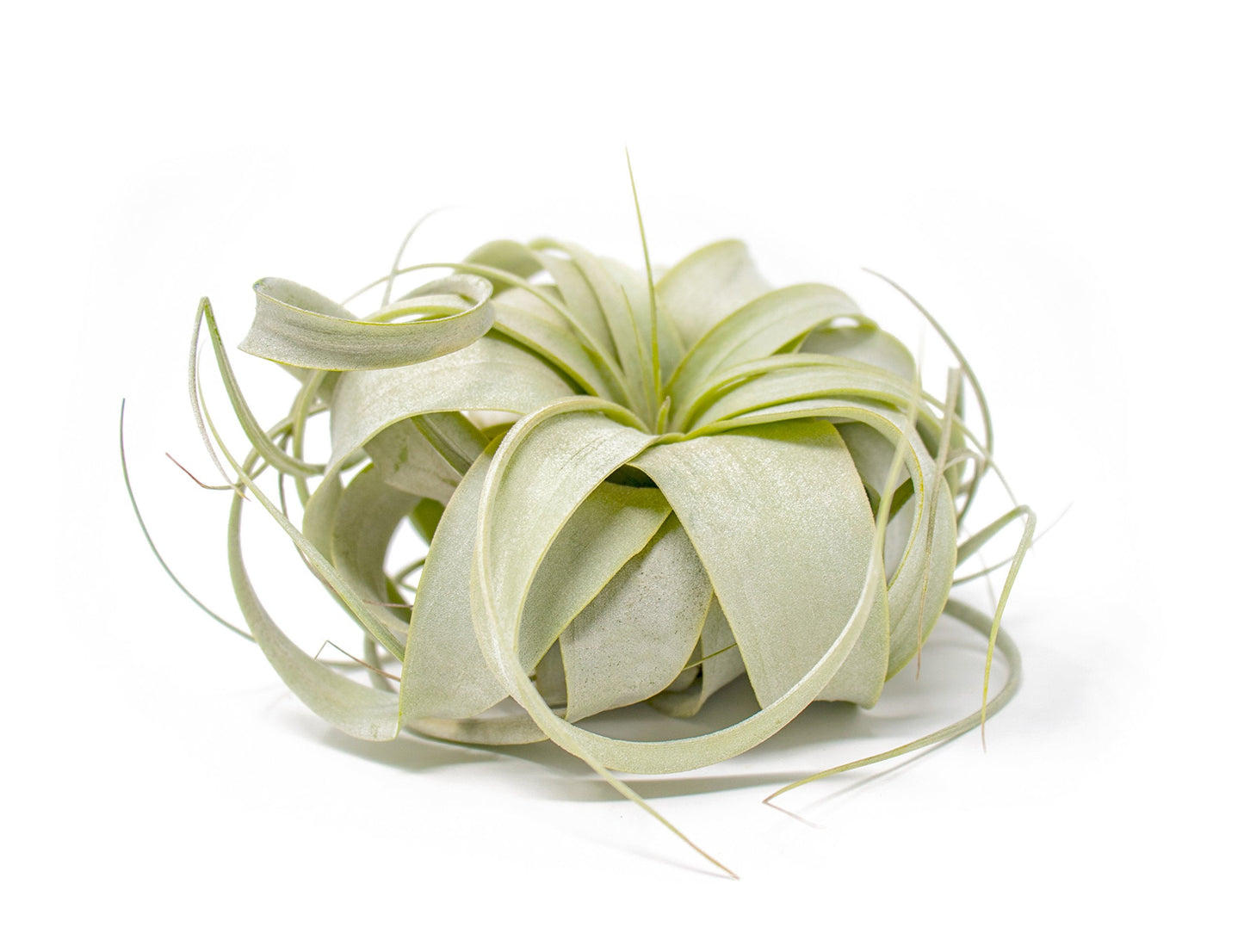 Tillandsia Xerographica Air Plant Set (3 Pack), Tillandsia Air Plants Live Large Indoor Plants Live Houseplants, Exotic Plants for Succulent Terrarium, Succulents Plants Live Plants by Plants for Pets