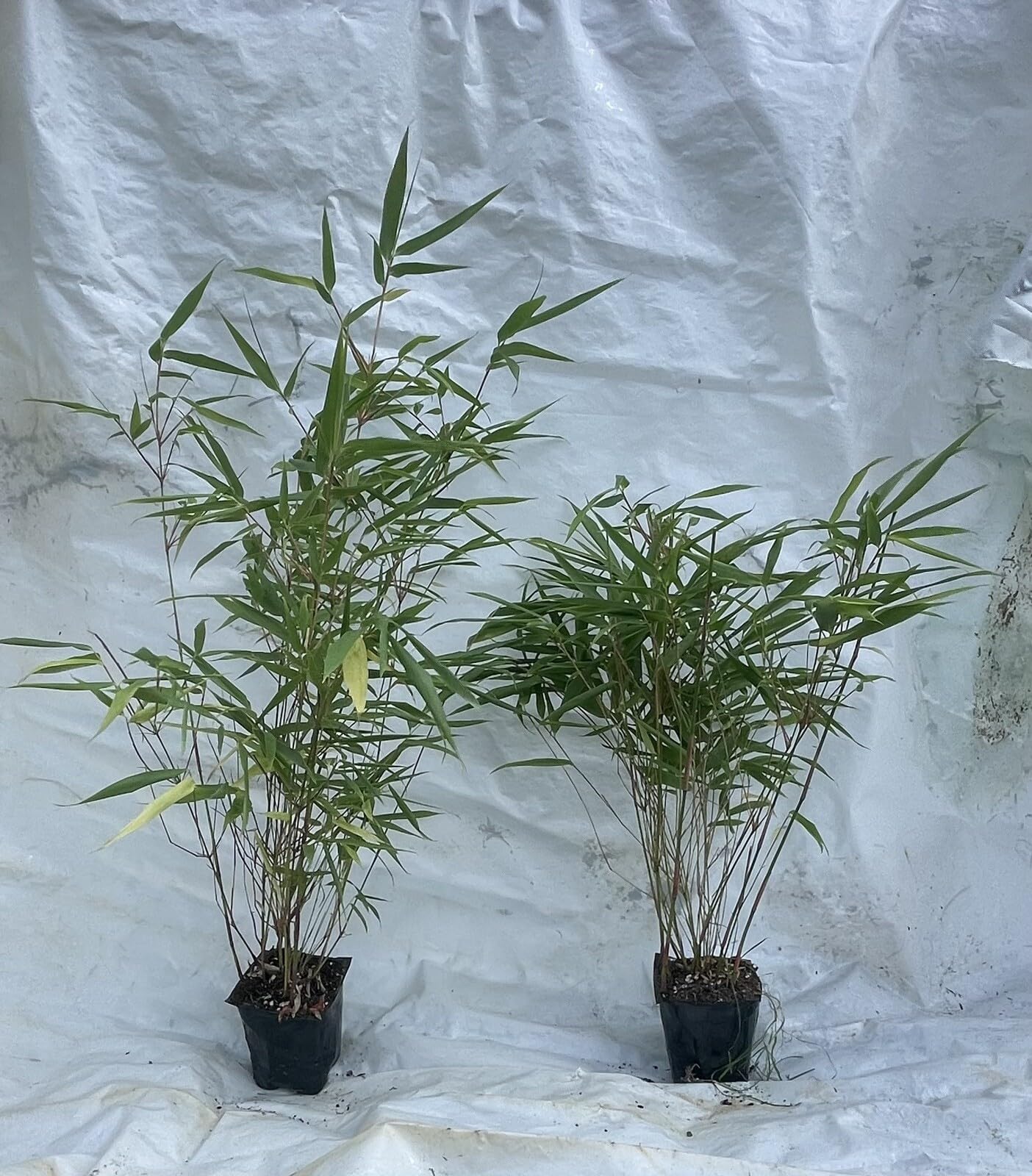 Live Plant - Fountain Bamboo-fargesia-Rooted Plant-Clumping Non-Invasive-Cold Hardy-18-24โ