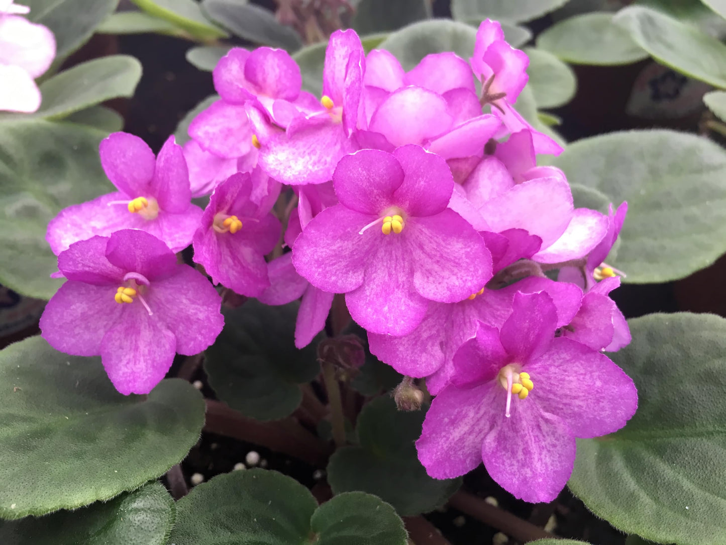Optimara African Violet Variety Pack (2 Plants) 4" Pots, Grower's-Choice Assorted Varieties