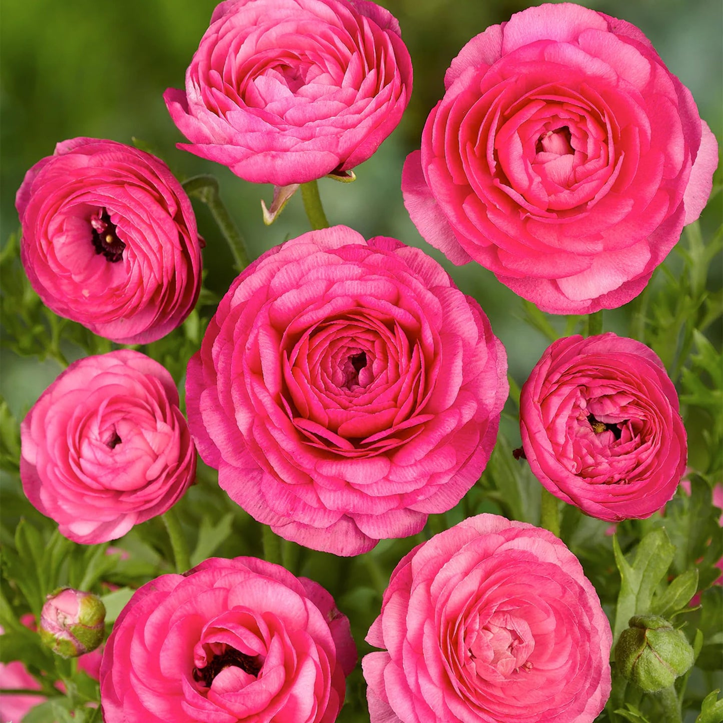 Bloomingbulb Pink Ranunculus Flower Bulbs (10-Pack) šø Perennial Bulbs for Planting Outdoors ā Lush, Layered Blooms ā Elegant Fall Flowers Bulbs for Beds & Bouquets