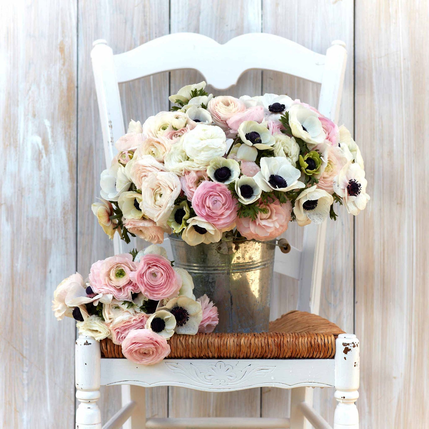 Eden Brothers Anemone & Ranunculus Bulbs - Paris in Spring Collection