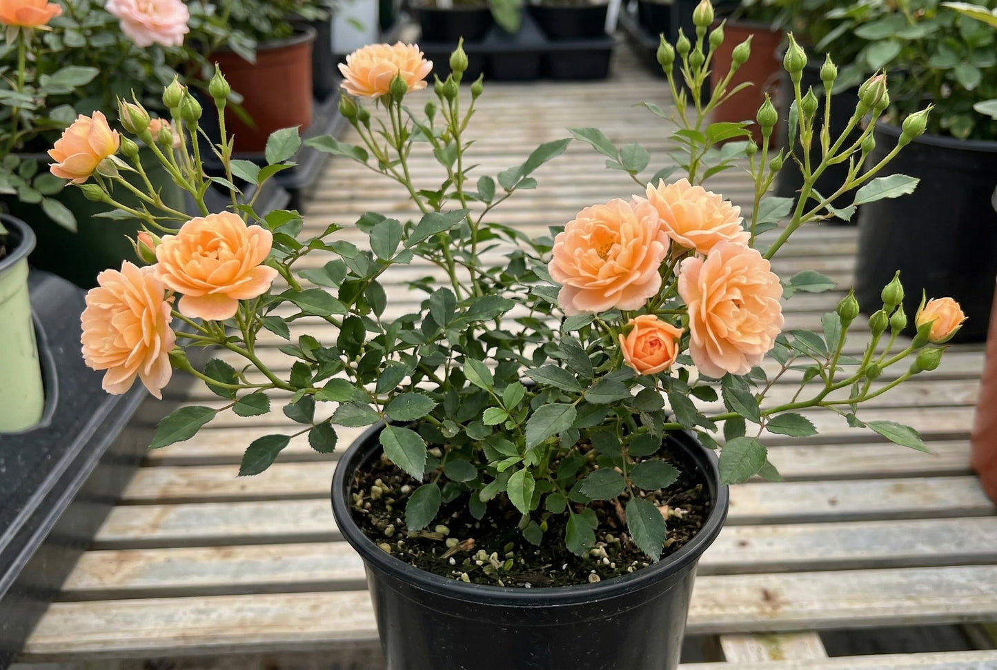 Groundcover Rose Live Plant, Perennial Bloomer, Full Sun, Spreading Low-Growing Coverage for Slopes, Borders, and Garden Beds (Apricot)