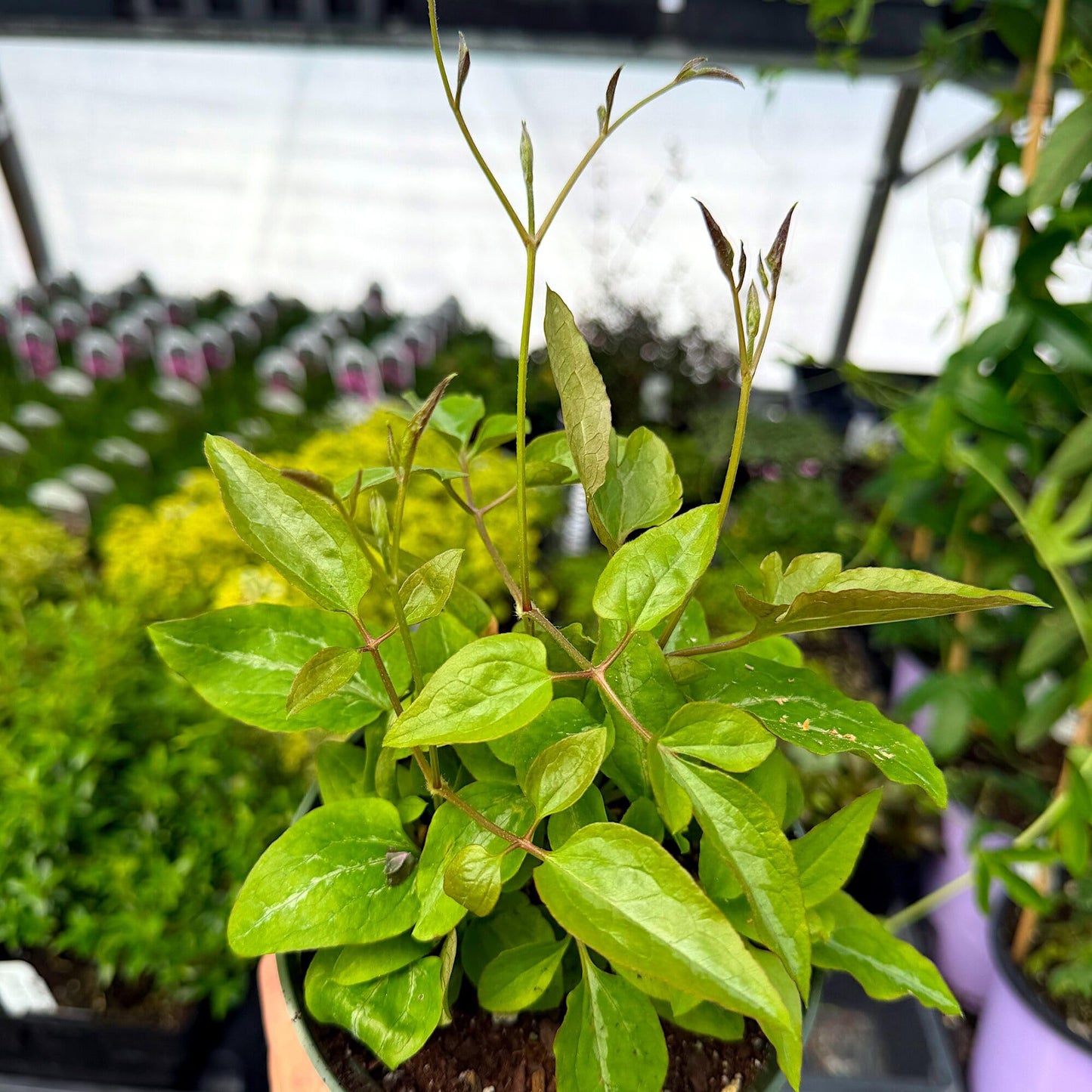 Clematis terniflora 'Paniculata', Sweet Autumn Clematis, Flowering Plant, Climbing Vine that is a Prolific Bloomer in Late Summer Until Autumn, Container Size: 4.5"