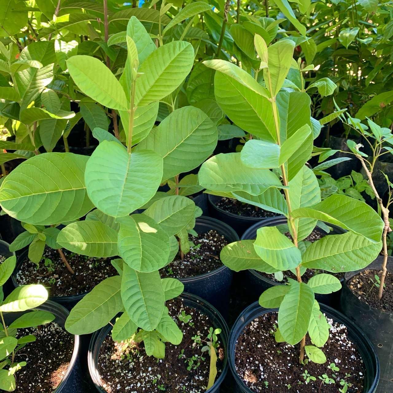 Live Plant - Guava Pear (Psidium Guajava L.) Tropical Live Big Fruit Tree 12β-24β Tall