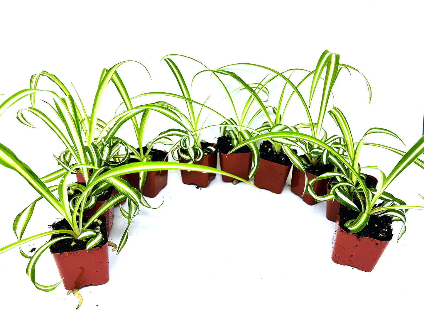 JM BAMBOO Ocean Spider Collection -3Plants 2inch Starter pots- Easy to Grow- Easy to Cultivate