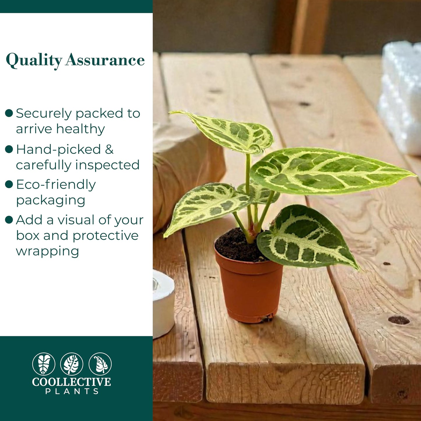 CoollectivePlants Anthurium Silver Blush β Live Indoor Plant in 2β³ Grower Pot, Easy Care Tropical Houseplant, Low Maintenance Anthurium for Home or Office