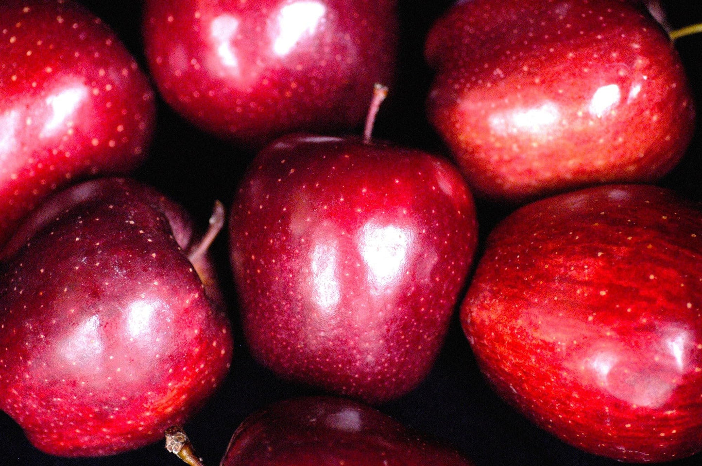 TomorrowSeeds - Red Delicious Apple Tree Seeds - 120+ Count - for 2026 Planting Malus Pumis Common Domestic American Pink Flowering Blossoms Perennial Fruit Trees Perennial Grow Your Own Home Farm