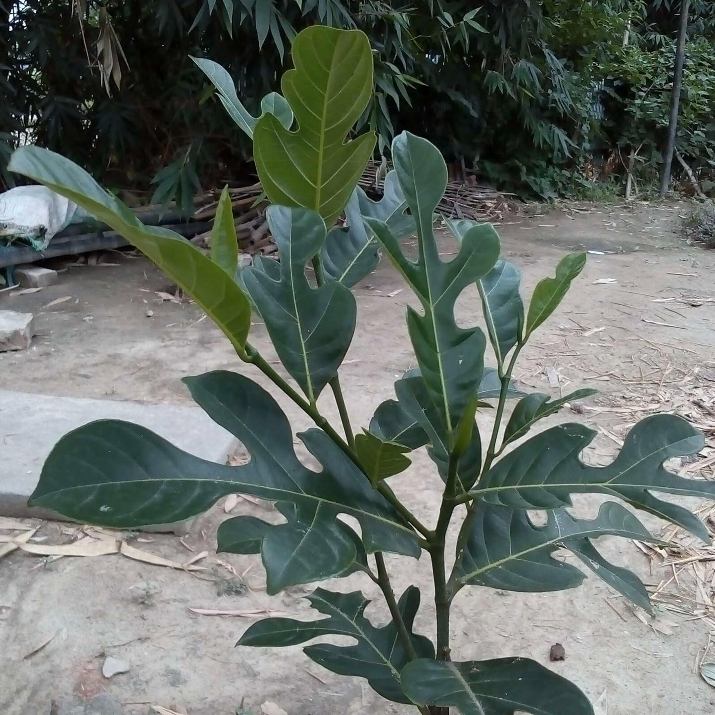 Live Plant - Jack Fruit Tropical Fruit Tree 1β-2β Tall