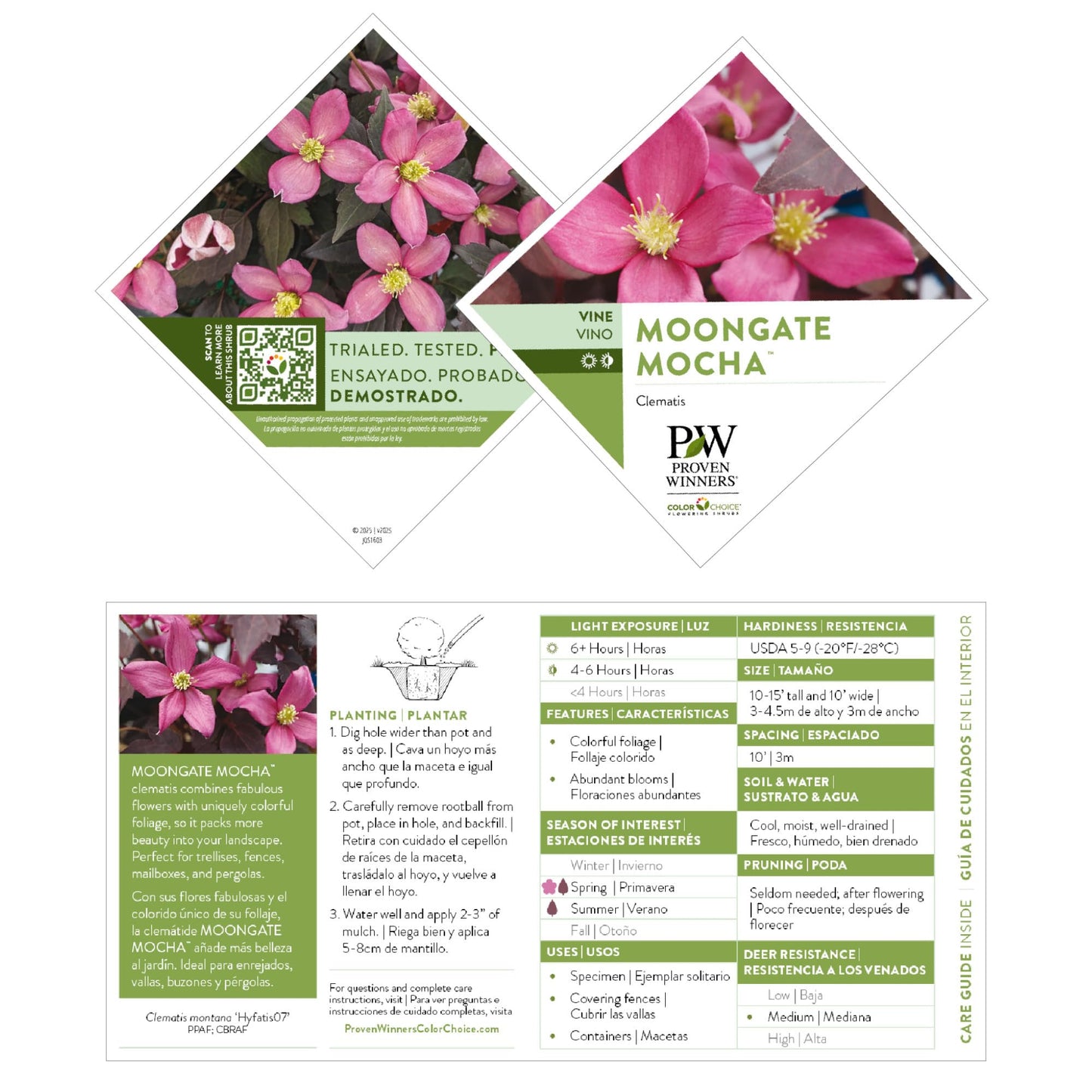 Proven Winners Moongate Mocha Anemone Clematis (Clematis Montana) Live Plant, 4.5" Qt, 4 Pack