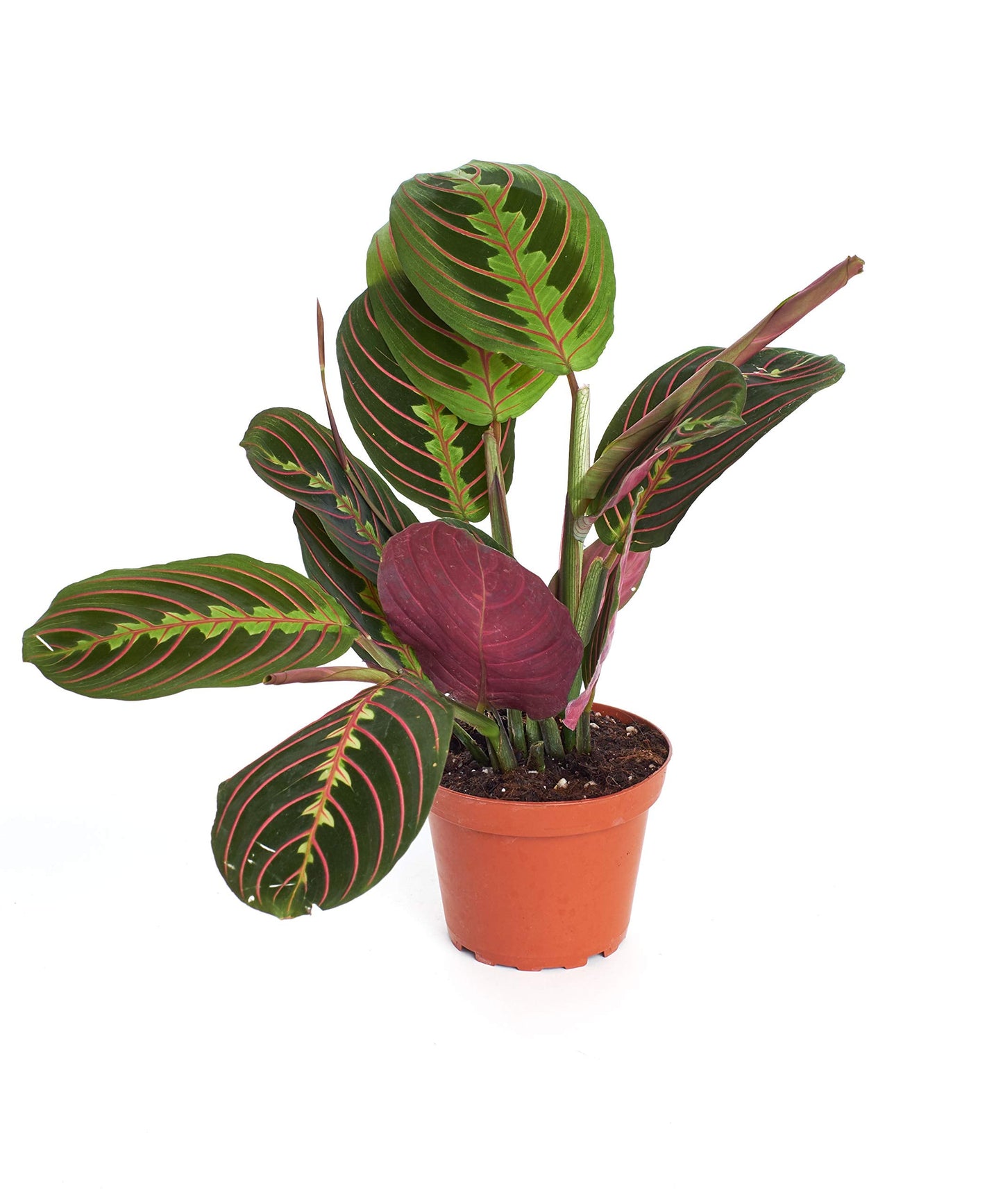 Shop Succulents | Live Maranta Red 'Prayer Plant', Naturally Air Purifying House Plant, Easy Care, Live Indoor House Plant in 4" Pot