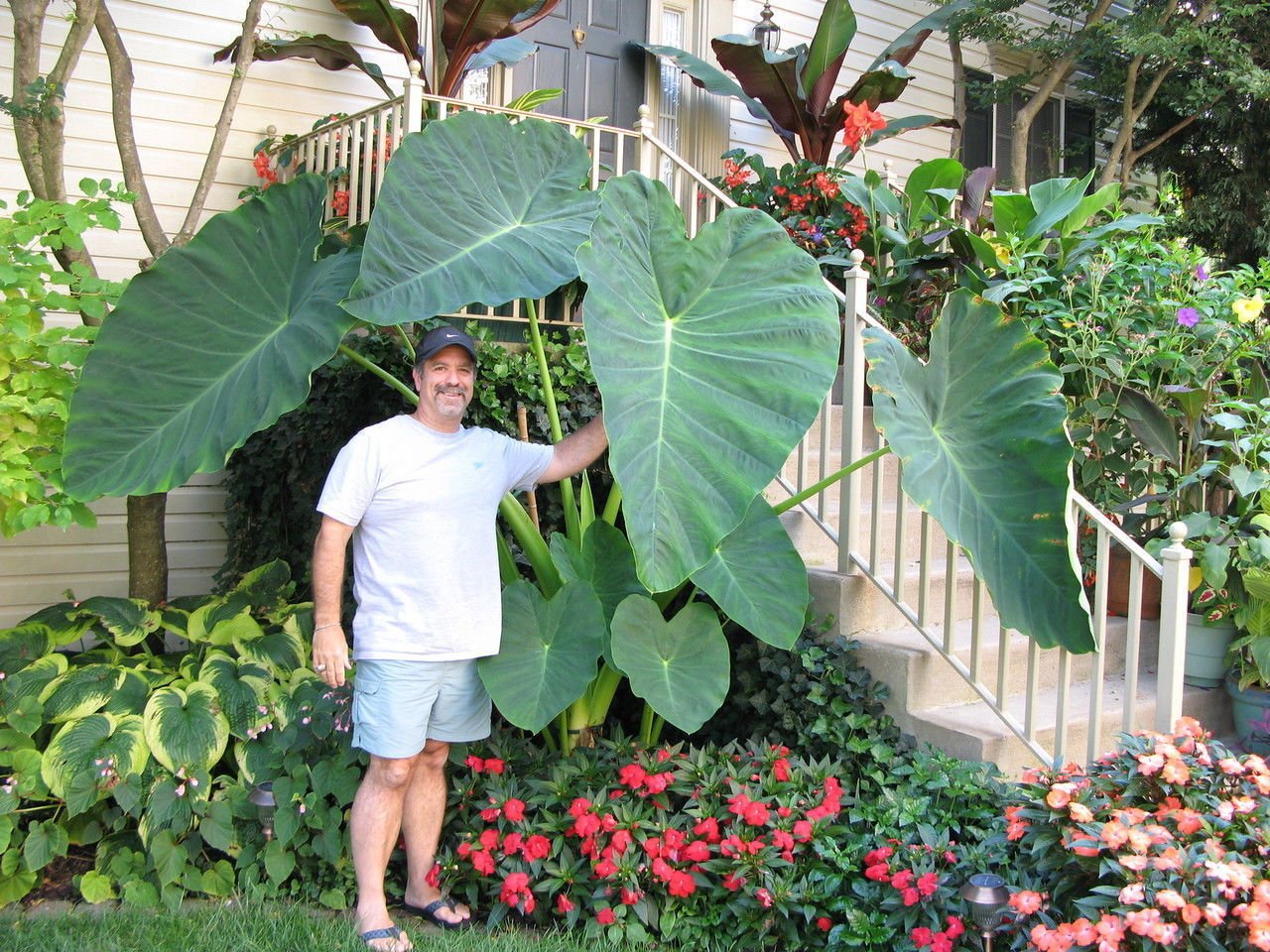 LIVE BULBS Colocasia gigantea Thailand Giant Thai Giant Elephant Ear Huge Leaf 6 Bulbs