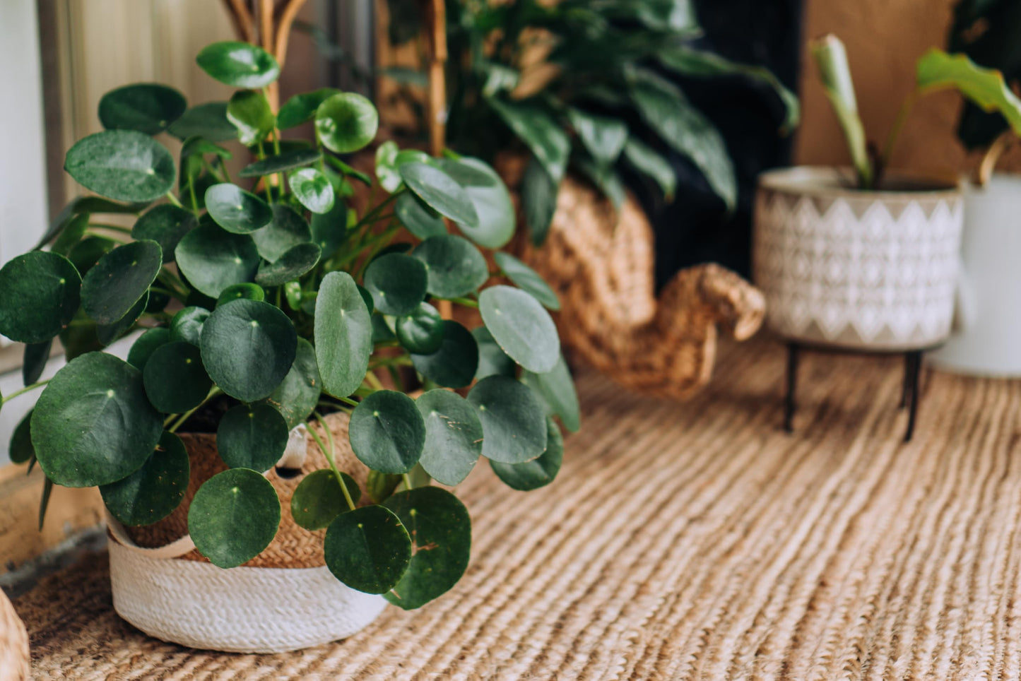 Chinese Money Plant - Live Indoor Plant in Grower Pot