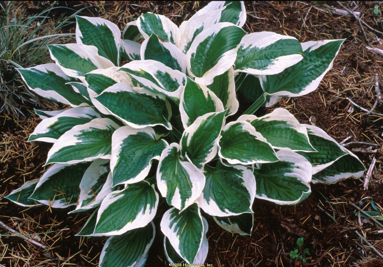 Patriot Variegated Hosta - Live Plant - (1 QT)