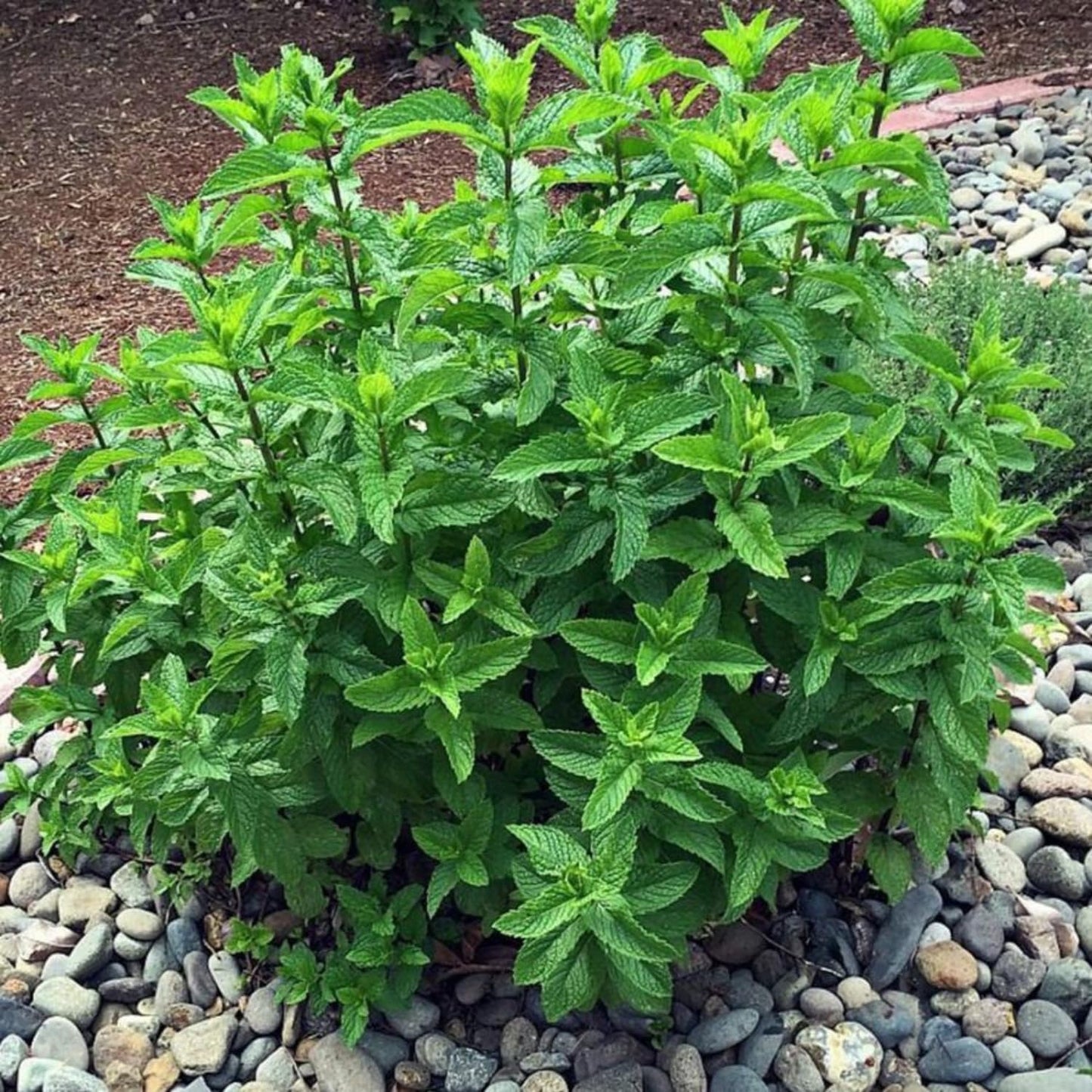 Set of 6 Spearmint Mint Live Herb Plants, 3–6 Inches Tall, Fragrant Mint Plants for Indoor Outdoor Garden, Patio, and Culinary Growing