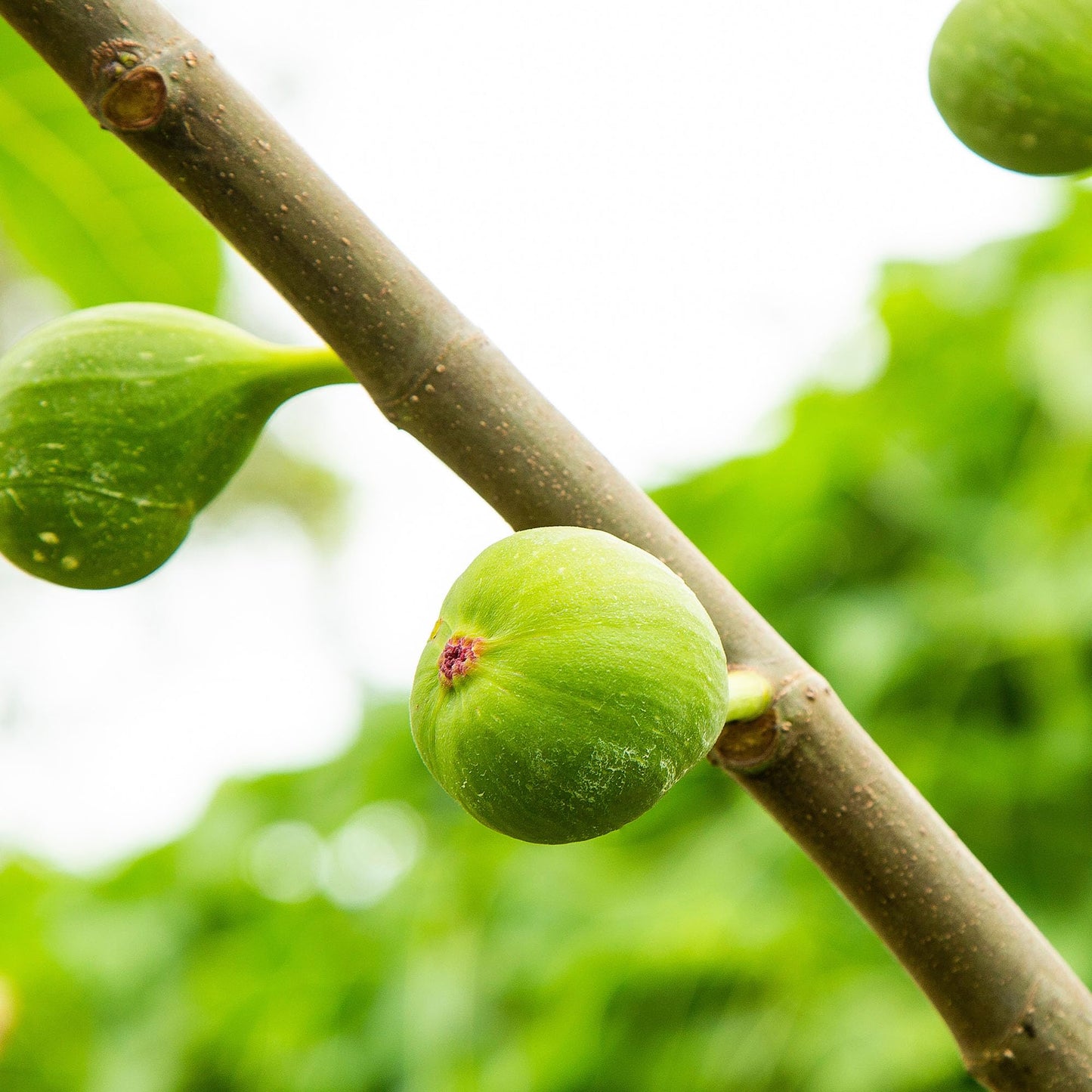 Perfect Plants Kadota Fig 1 Gallon | Fig Tree | Fruiting Tree | Spring Fruit