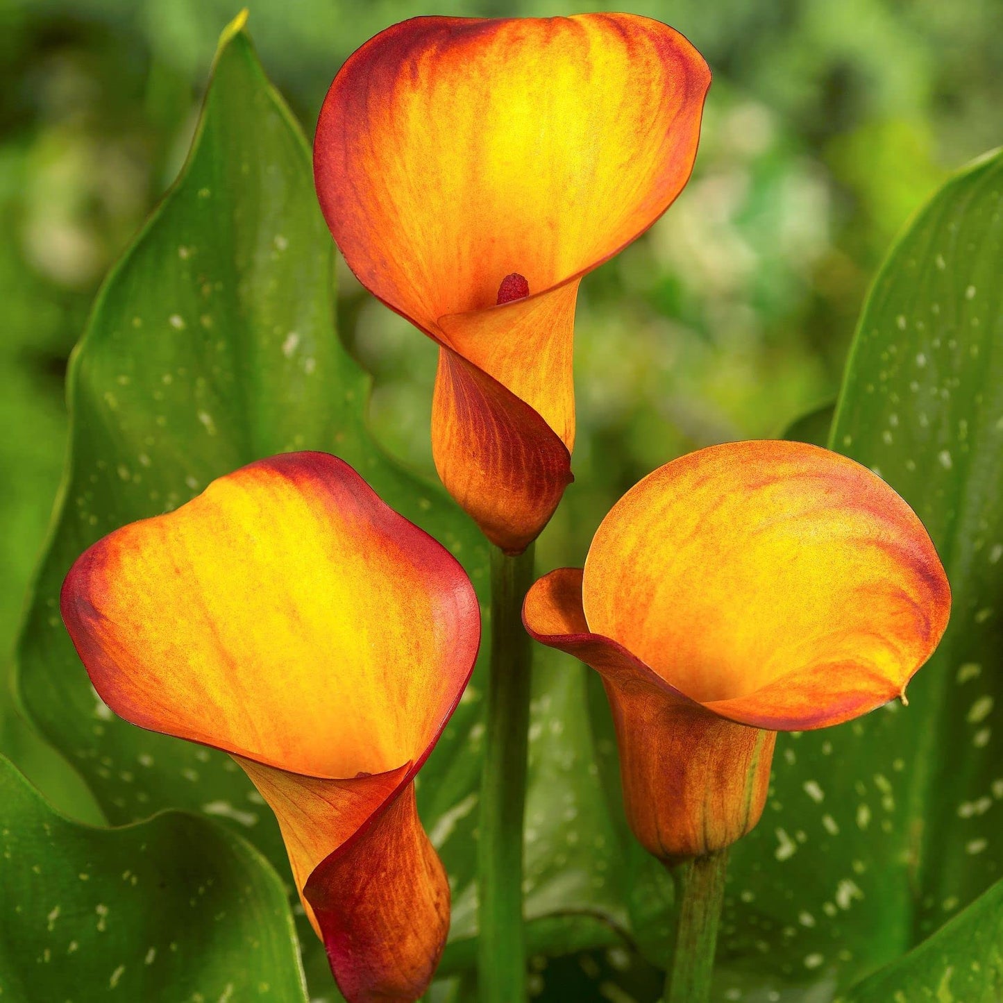 Easy to Grow Calla Lily Fire Dancer 3 Bulbs - Orange & Yellow Flowers Blooms in Summer Sun Tropical Spring Planted