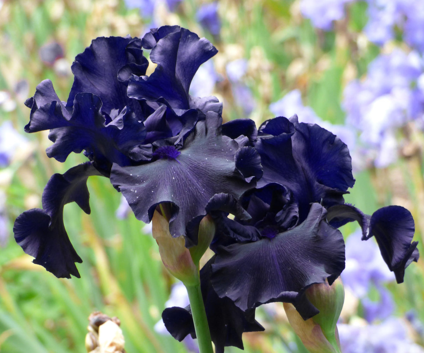 Raven Girl Bearded Iris Plant Potted, Deep Black Purple Flowers, Stargazer Perennials